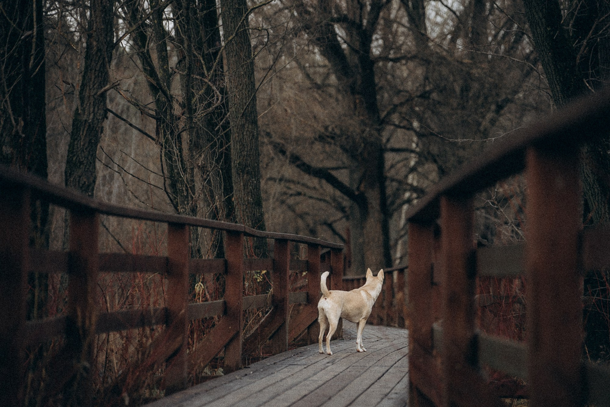 Туся. Фотограф анималист в Москве и Санкт-Петербурге Свиридова Анна