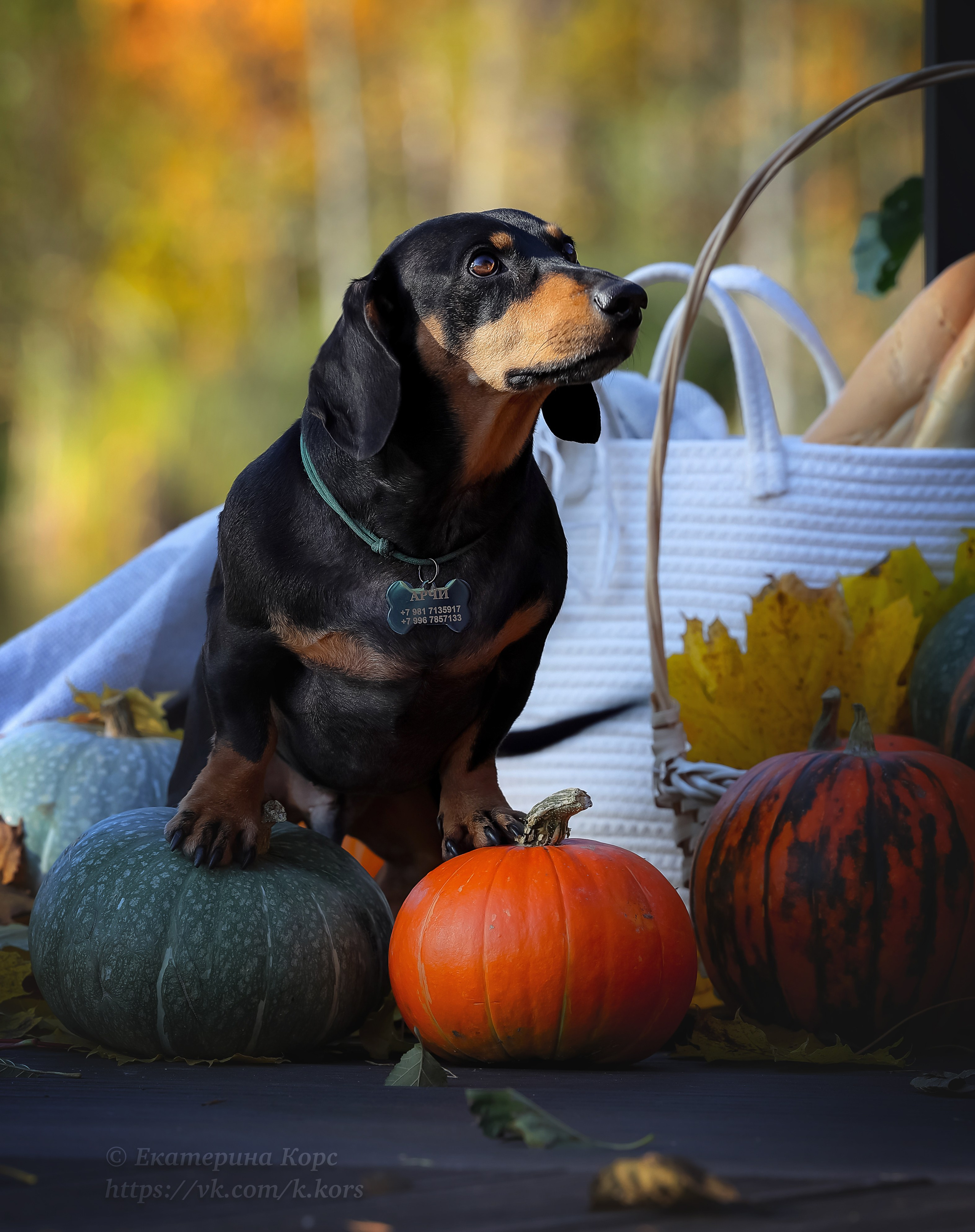 Прогулки. Главная