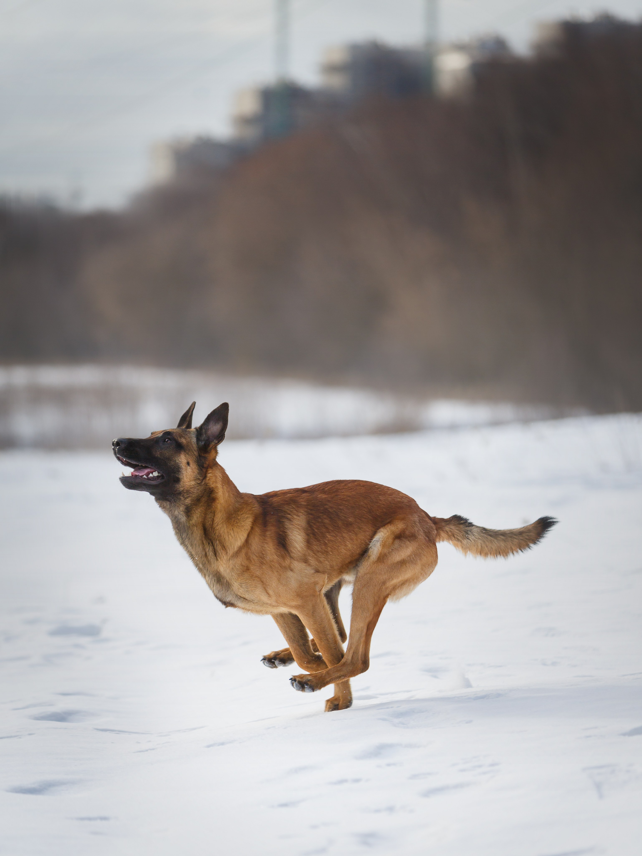 Драгон. Фотограф-анималист в Москве, МО и Владимире