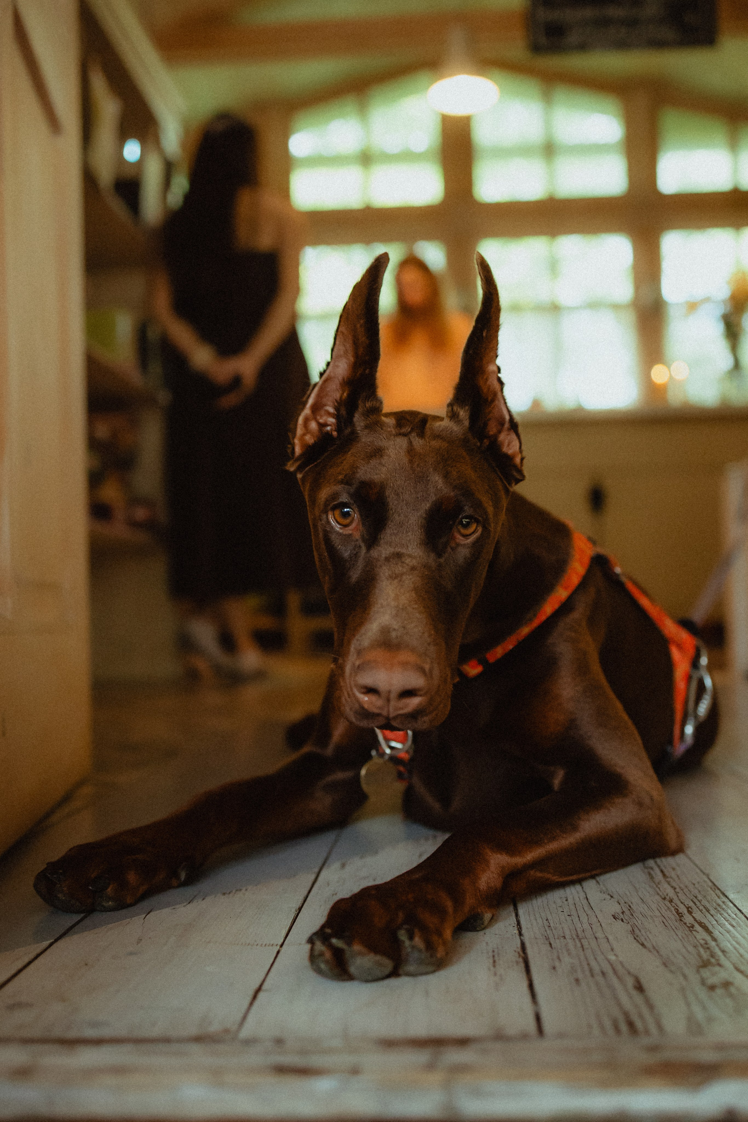 Выездной дог-тренинг от школы «Шерсть имею»