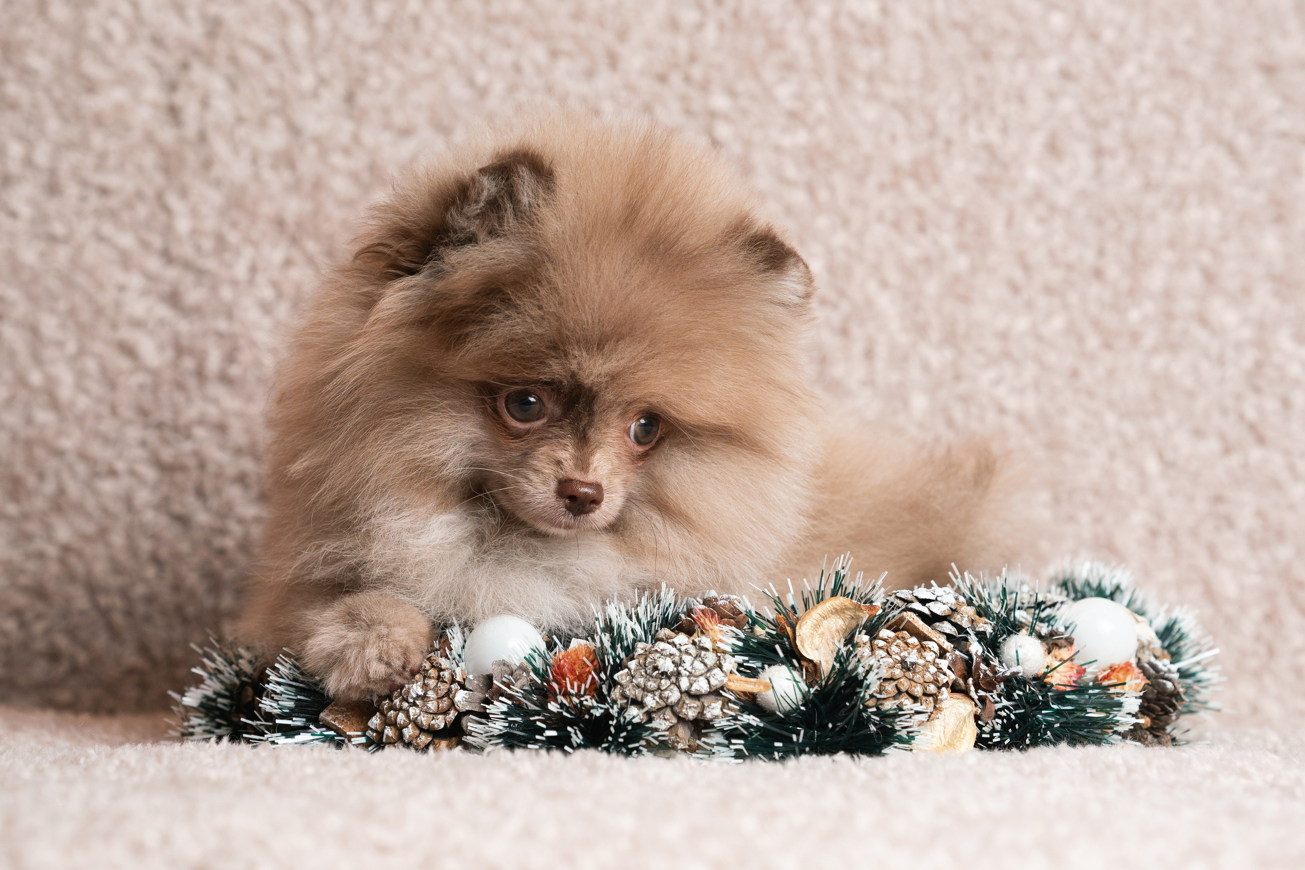 Шпицы. Фотограф анималист Осипчикова Мария