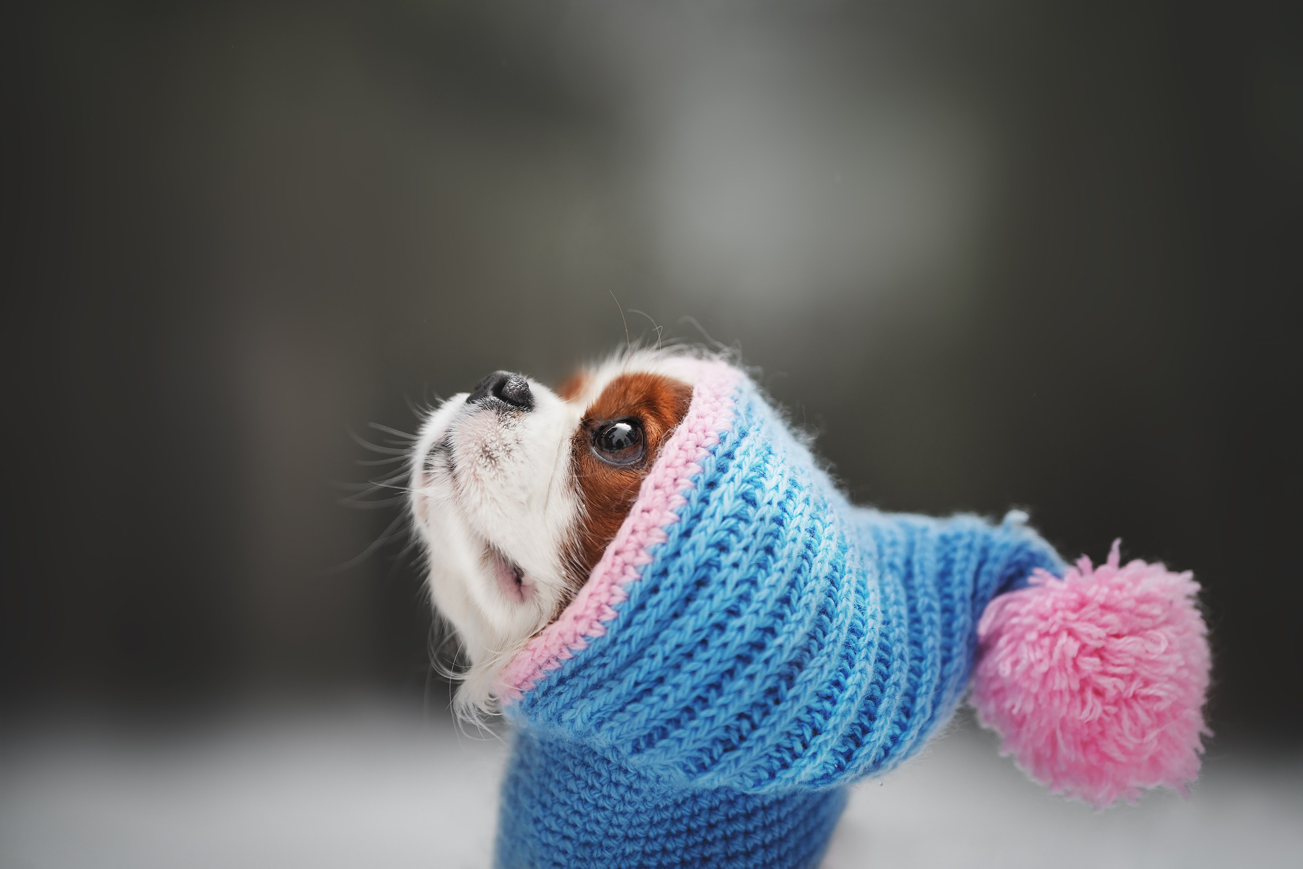 Бастер и Голди. Фотограф анималист Осипчикова Мария