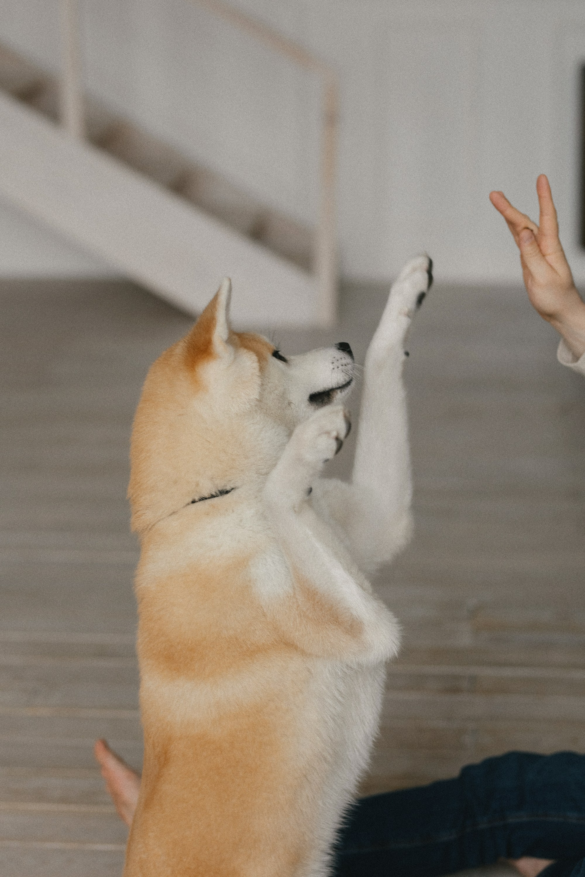 «ЖДЕМ СВОЕГО ЛУЧШЕГО ДРУГА». Maria Startseva Photo