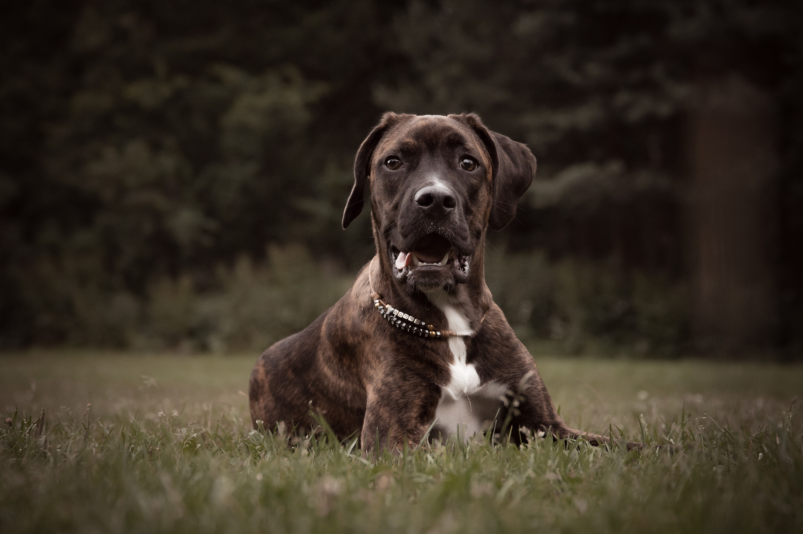 Собаки. Фотограф-анималист в Санкт-Петербурге Анастасия Иванова