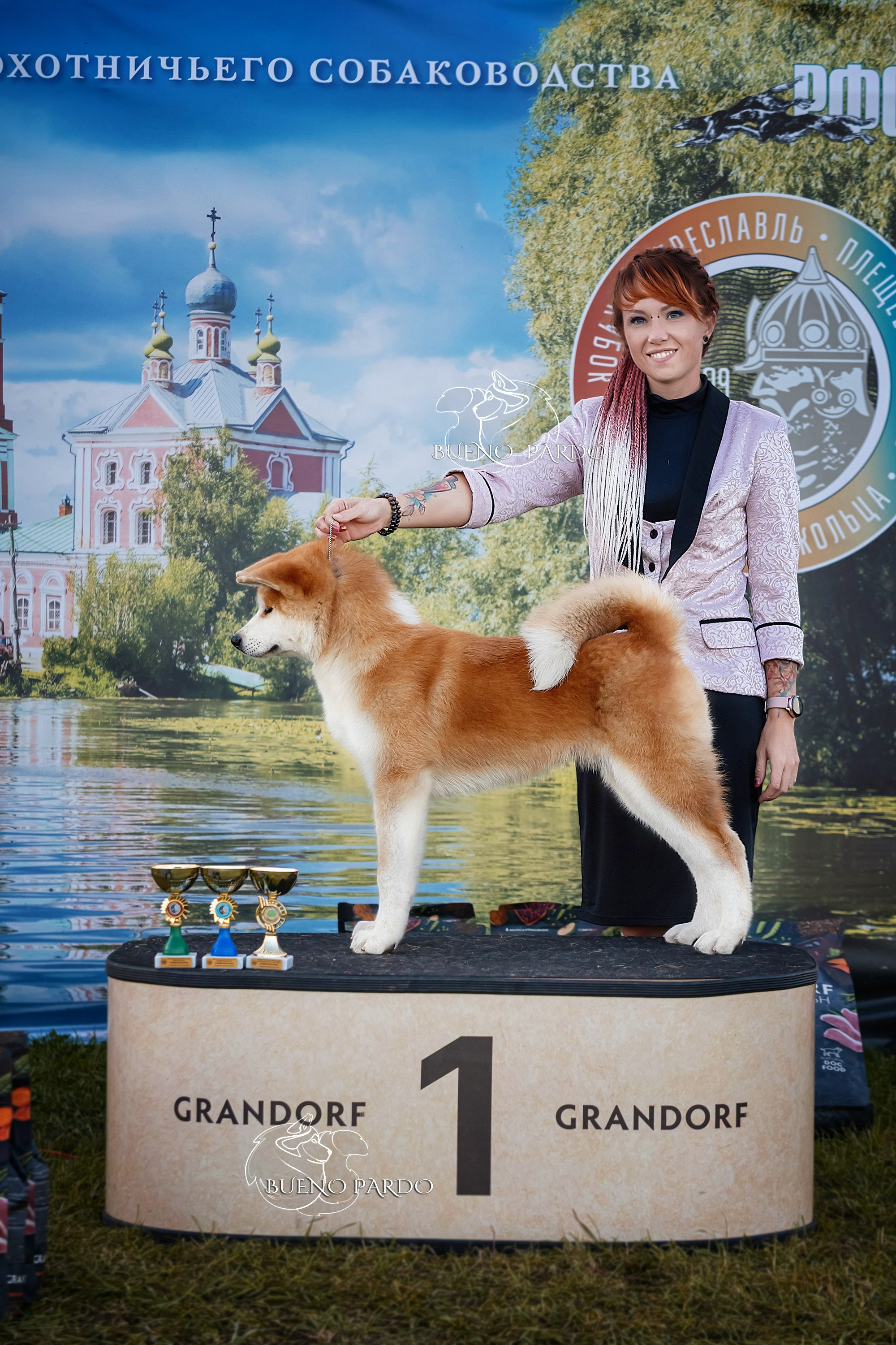 АКИТА. Kawaii Kuma питомник собак пород Корги пемброк, Акита ину, Сиба