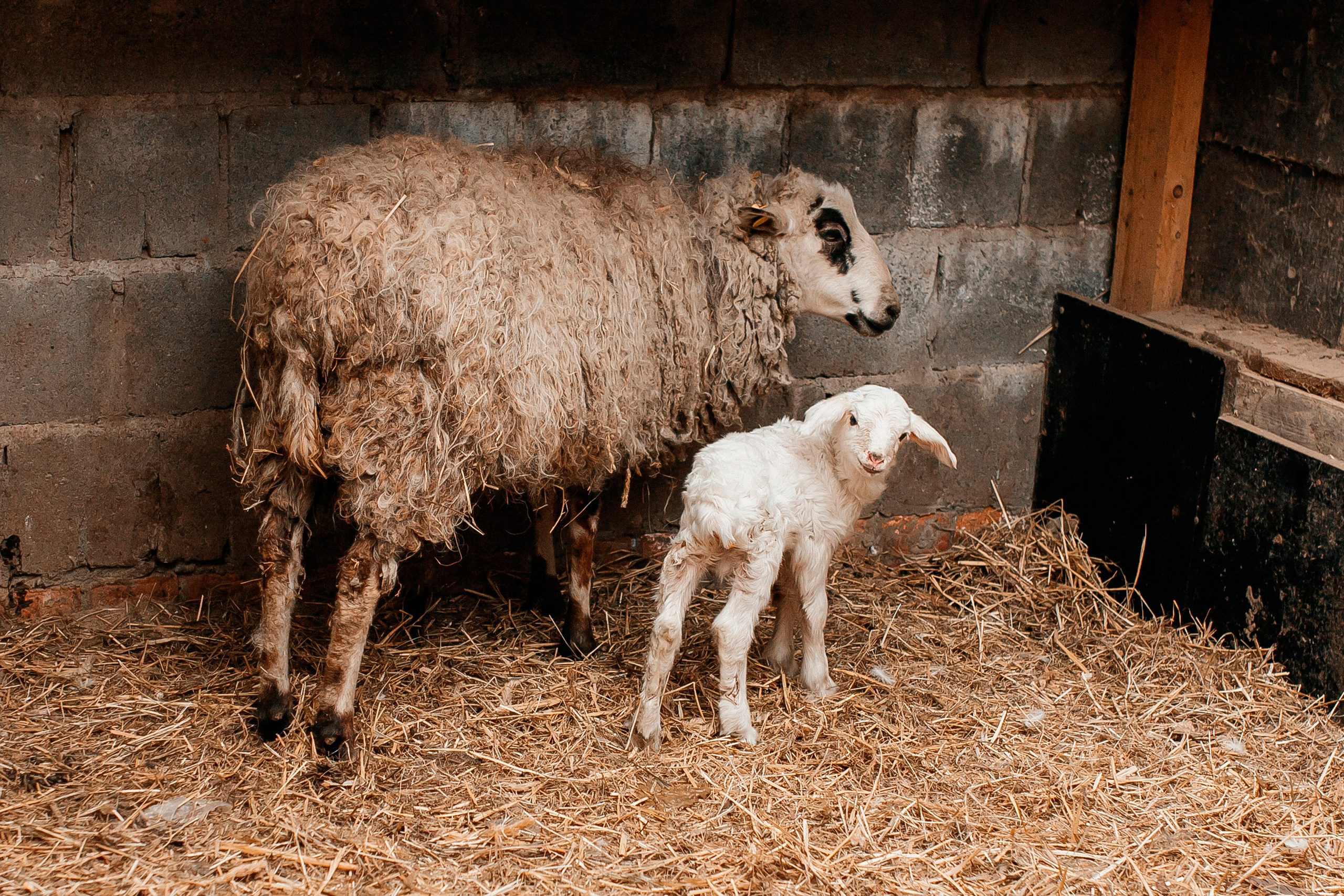 Животные. Команда фотографов Кристины Ивановой