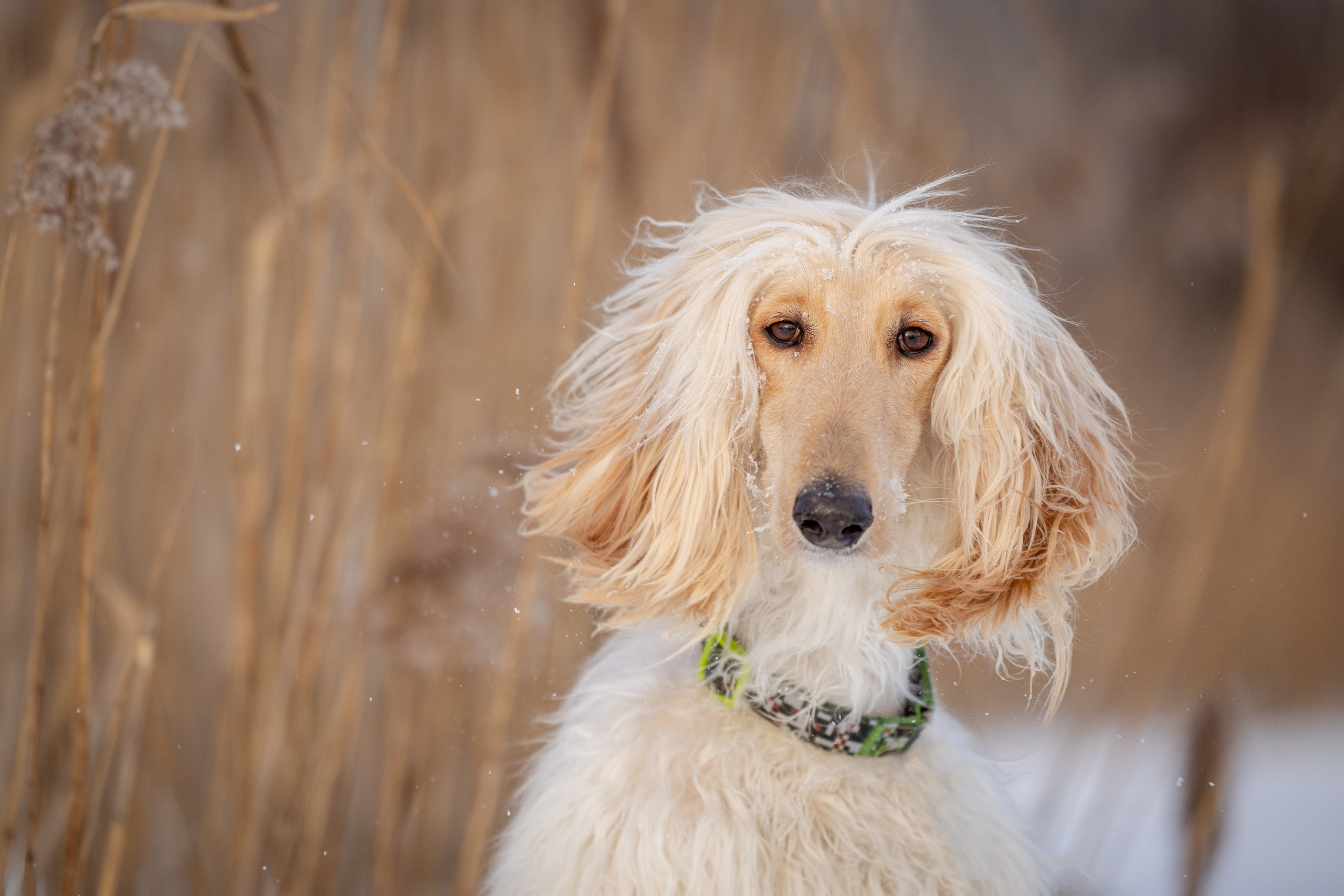 Игры афганов в снегу. Фотограф-анималист Natalia Deingel | Фотосъемка собак в Москве