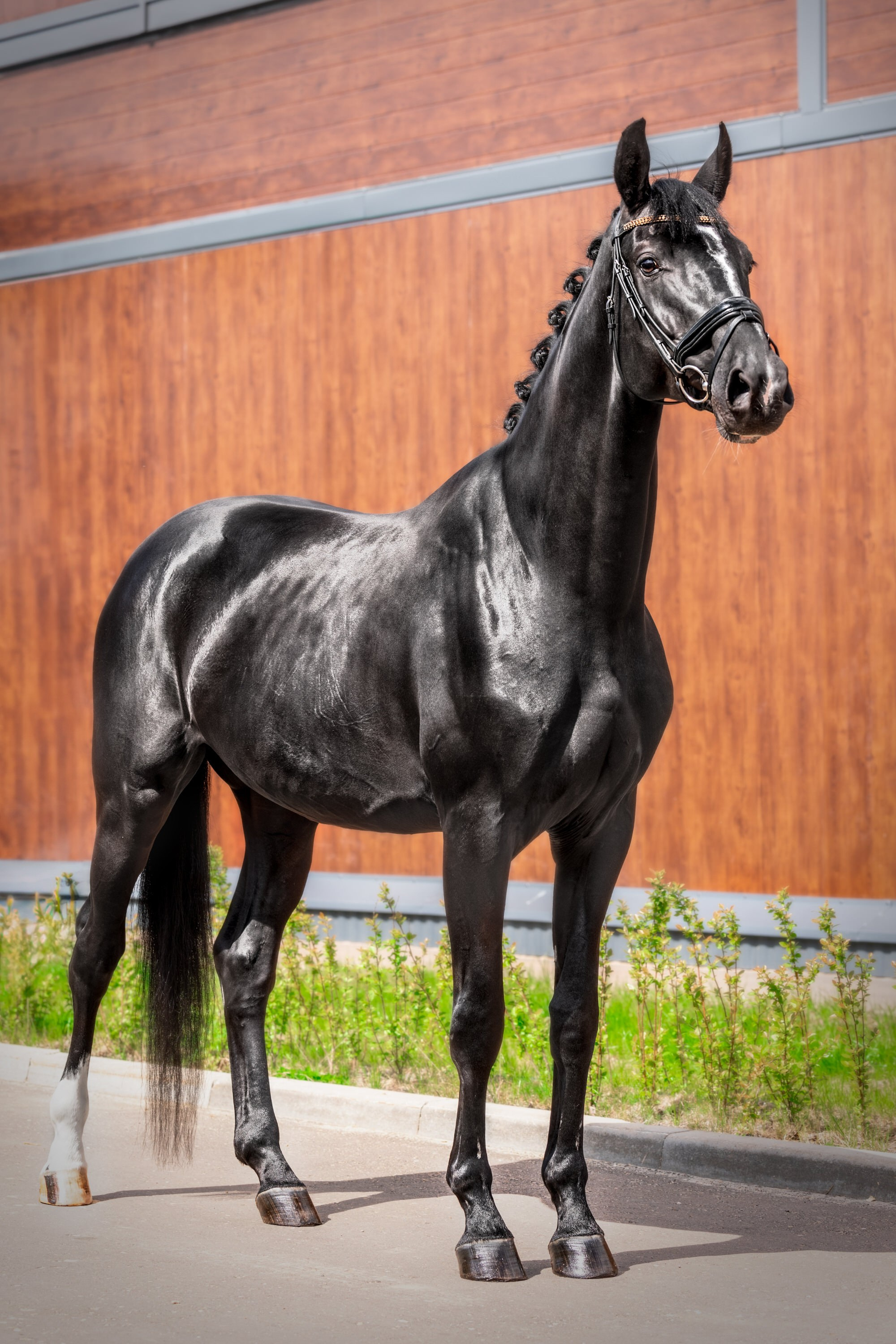 Экстерьерная съёмка лошадей. Mrs.Aquarelia Конный фотограф Марианна Леонтьева