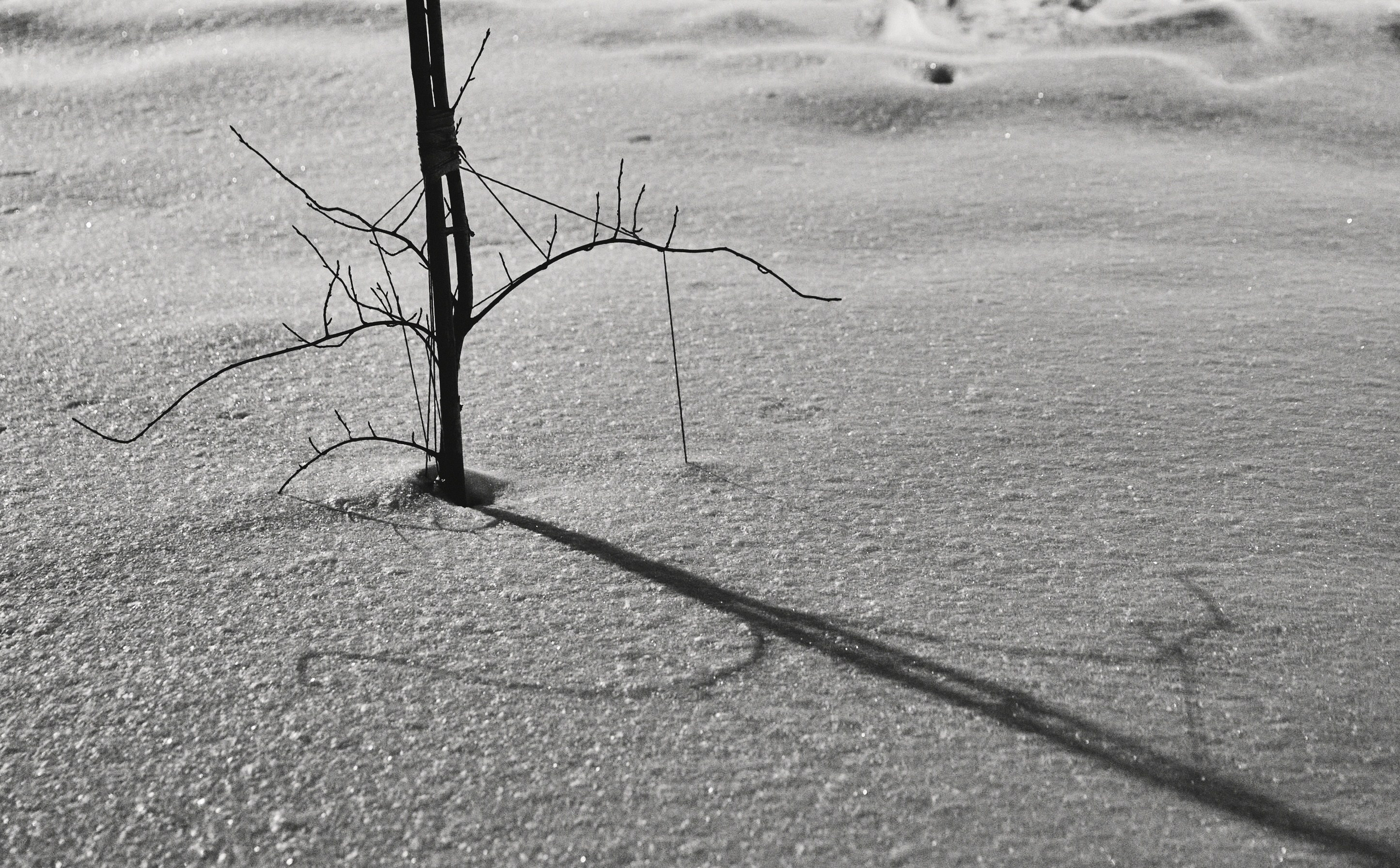 Winter. Фотограф Арсений Королев