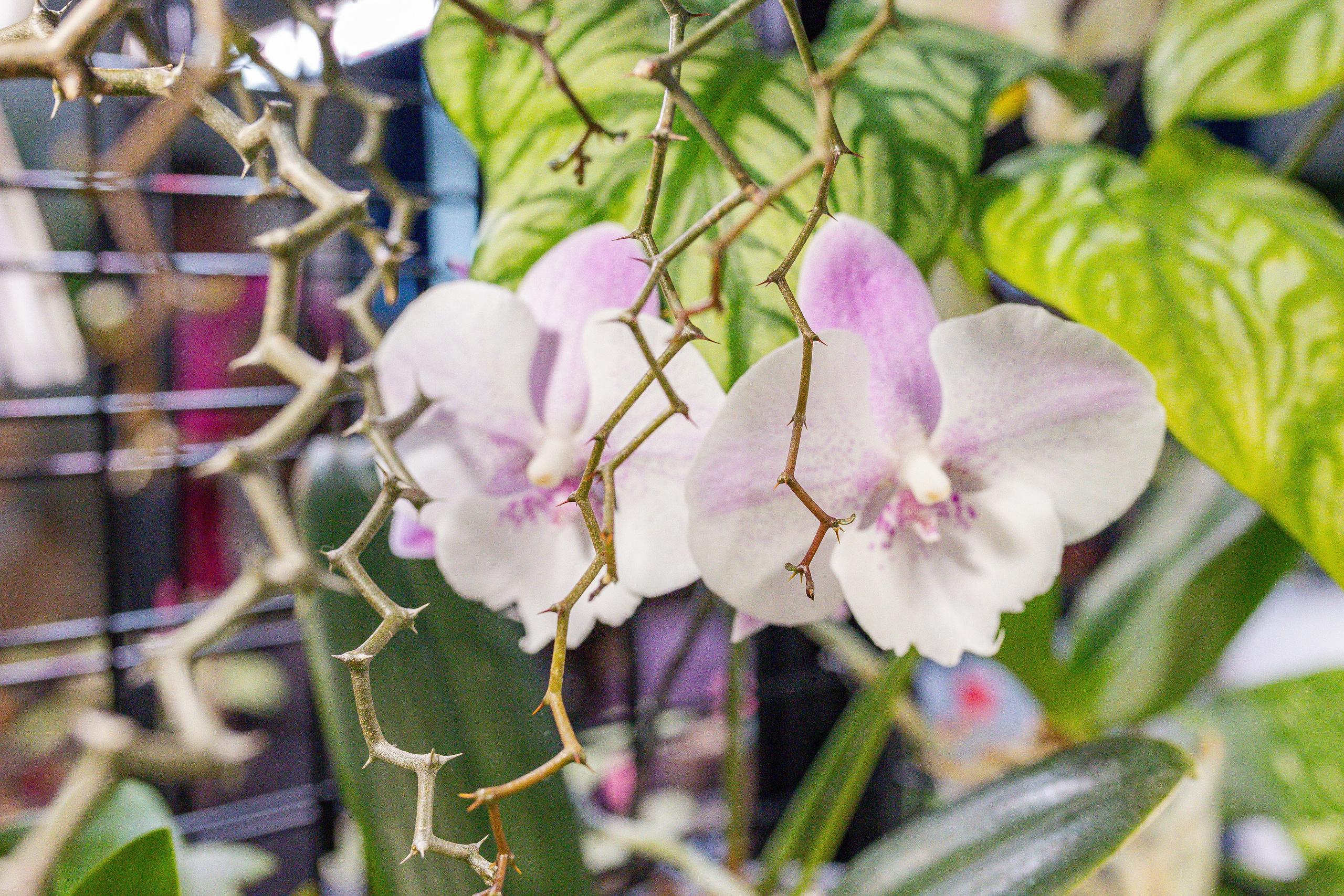 Монстериум апрель 2026. Александра Куликова фотограф, Москва