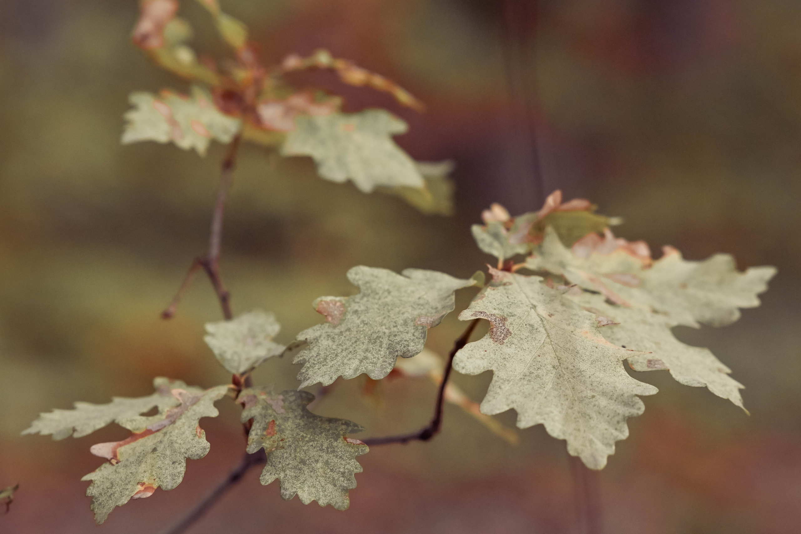 Веселые девчата. Предметный фотограф в Горячем Ключе Вера Швец