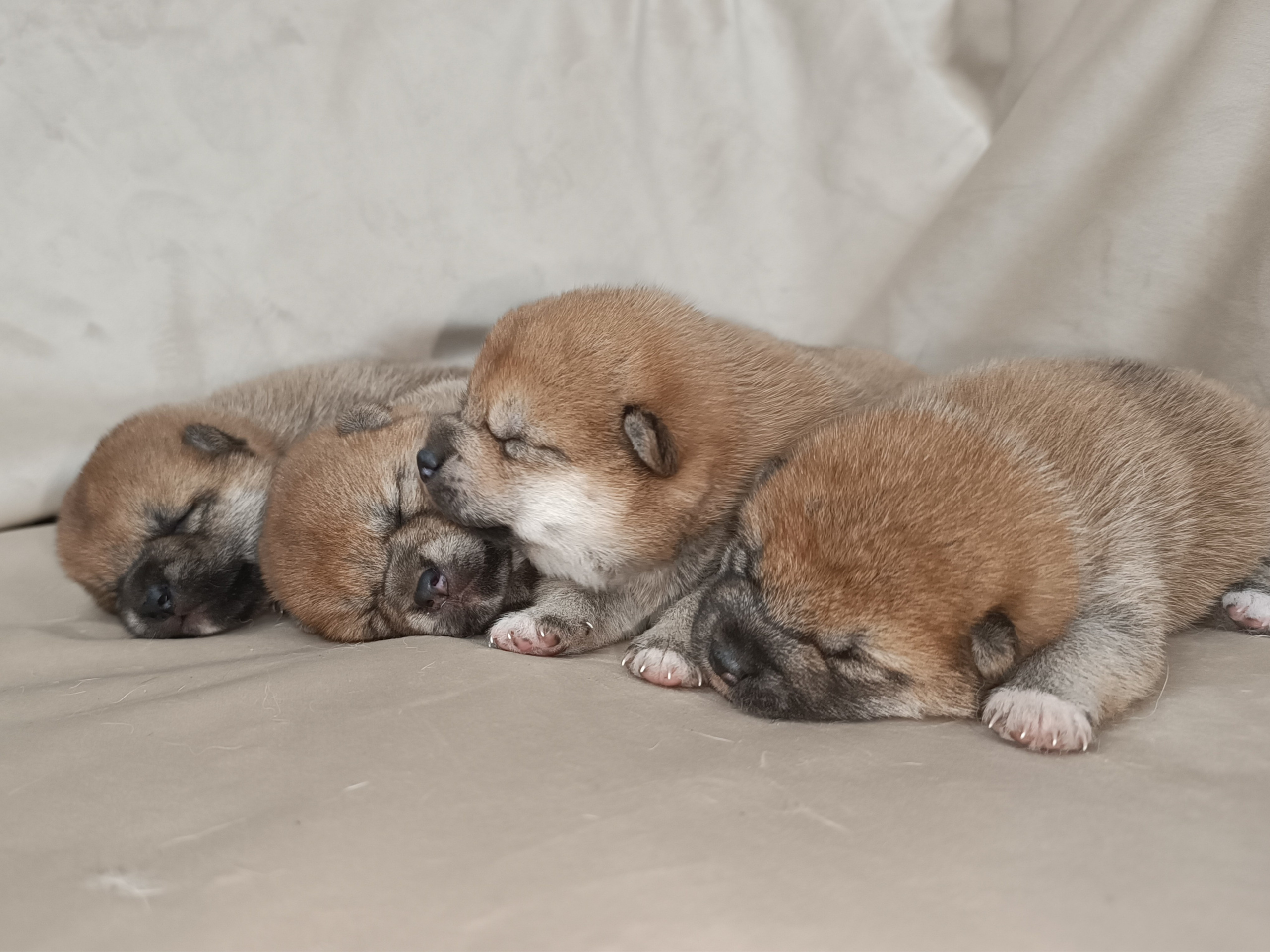 сиба питомник Рубилайт щенки на продажу rubylight  сиба щенки купить СПб Санкт-Петербург 