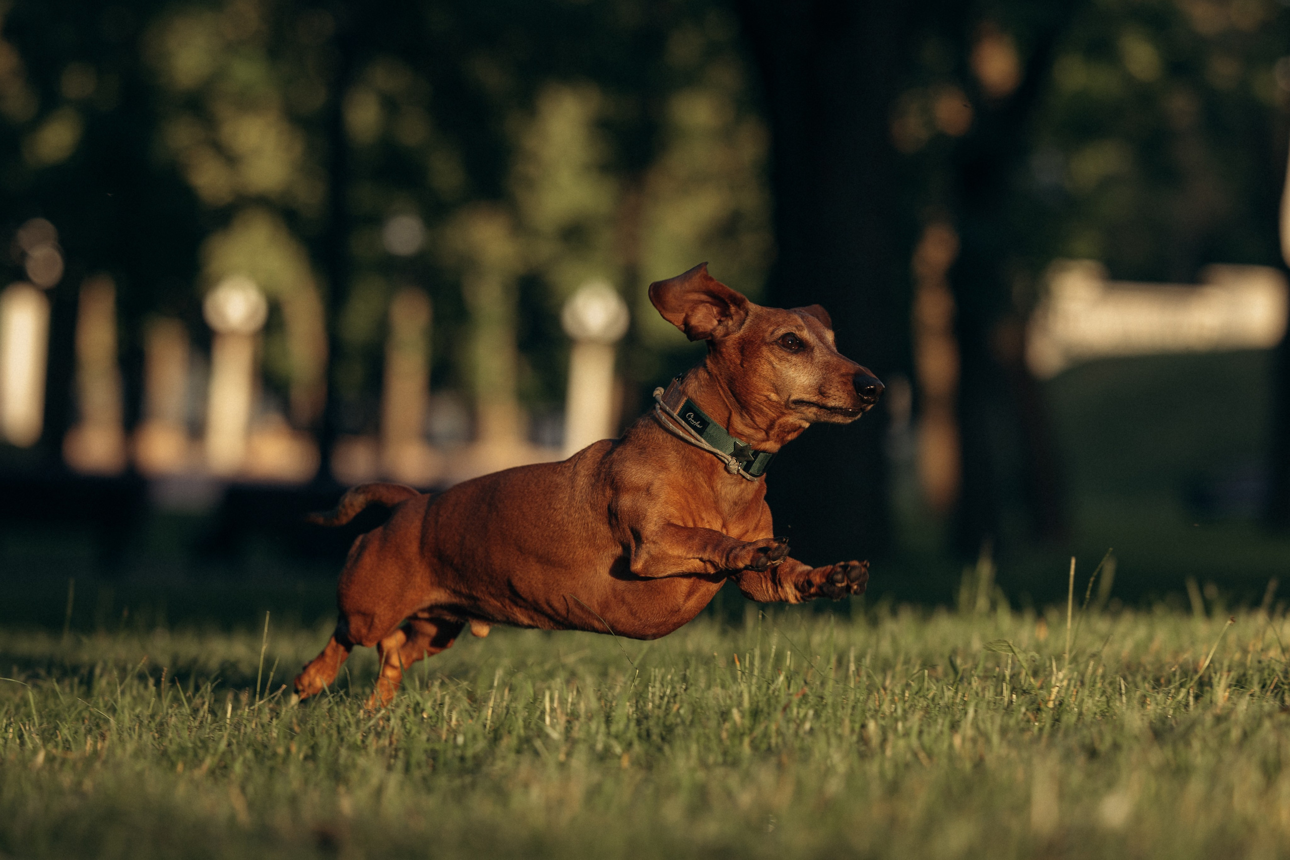 Минск. Алина и Сэм. Фотограф анималист в Казани Алина Сулейманова. Фотограф животных