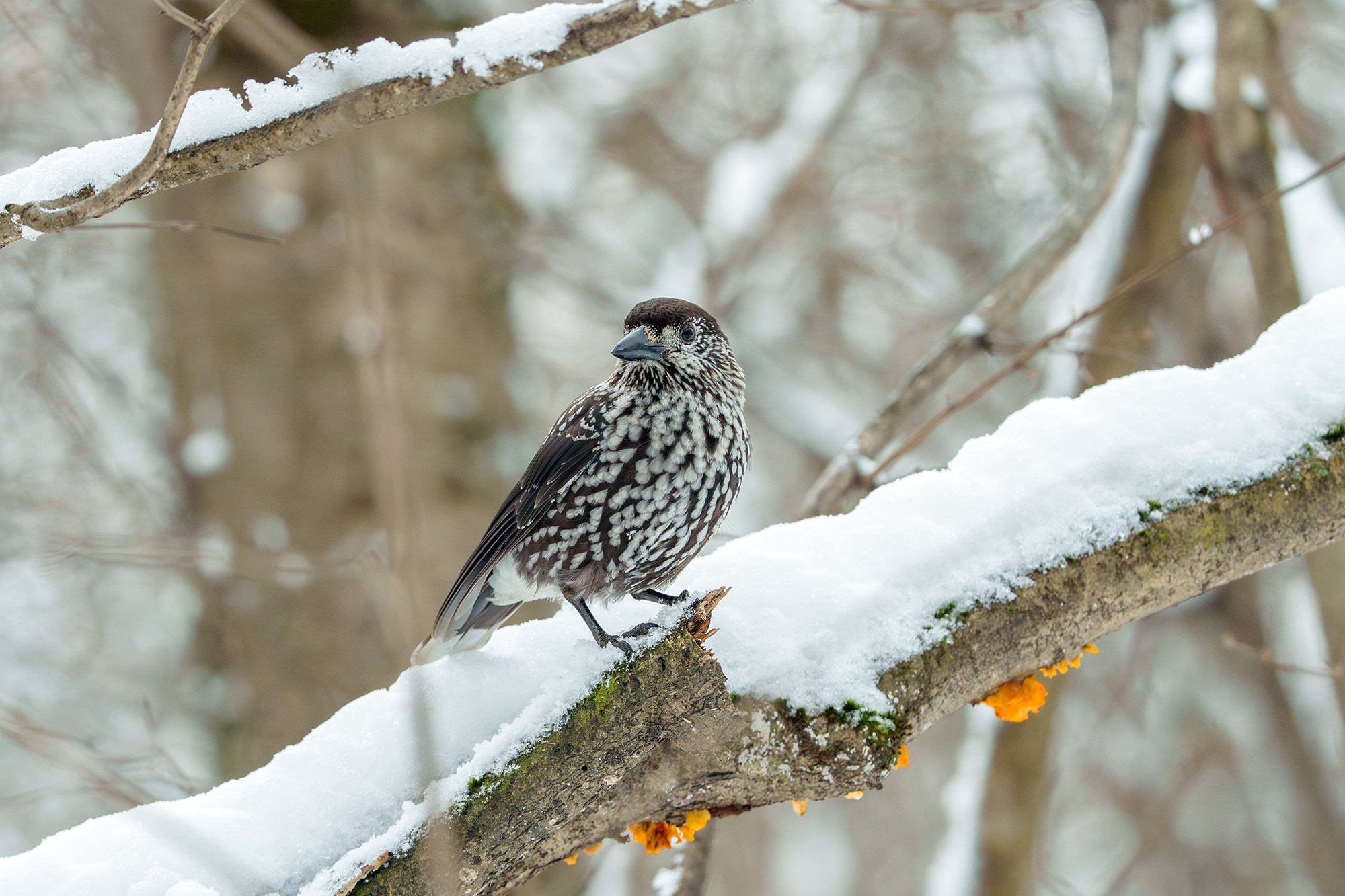 Удивительные мир птиц. Вокруг нас столько прекрасного — присмотритесь!. Ваш личный фотограф Марина Волкова