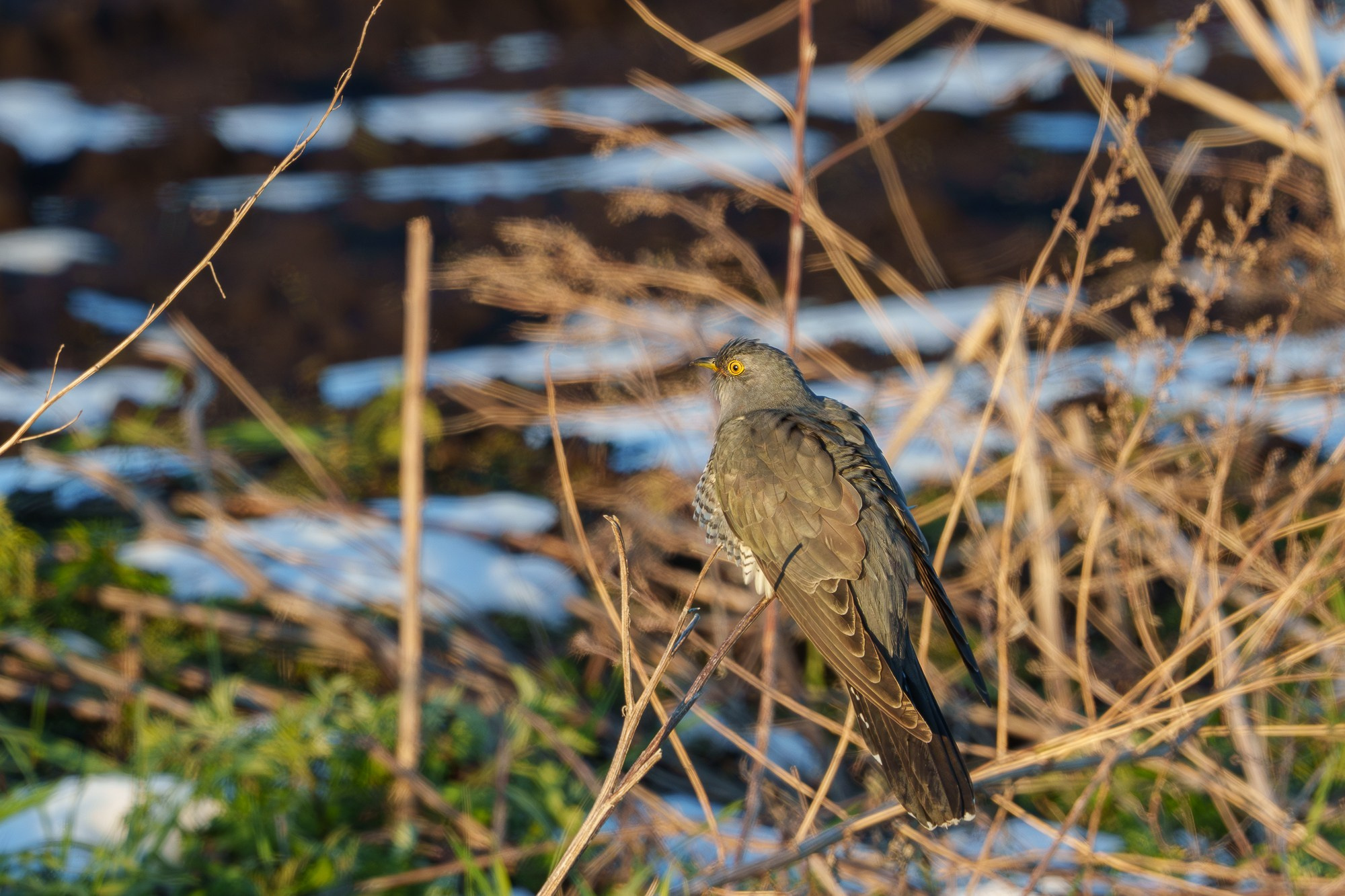 Удивительные мир птиц. Вокруг нас столько прекрасного — присмотритесь!. Ваш личный фотограф Марина Волкова