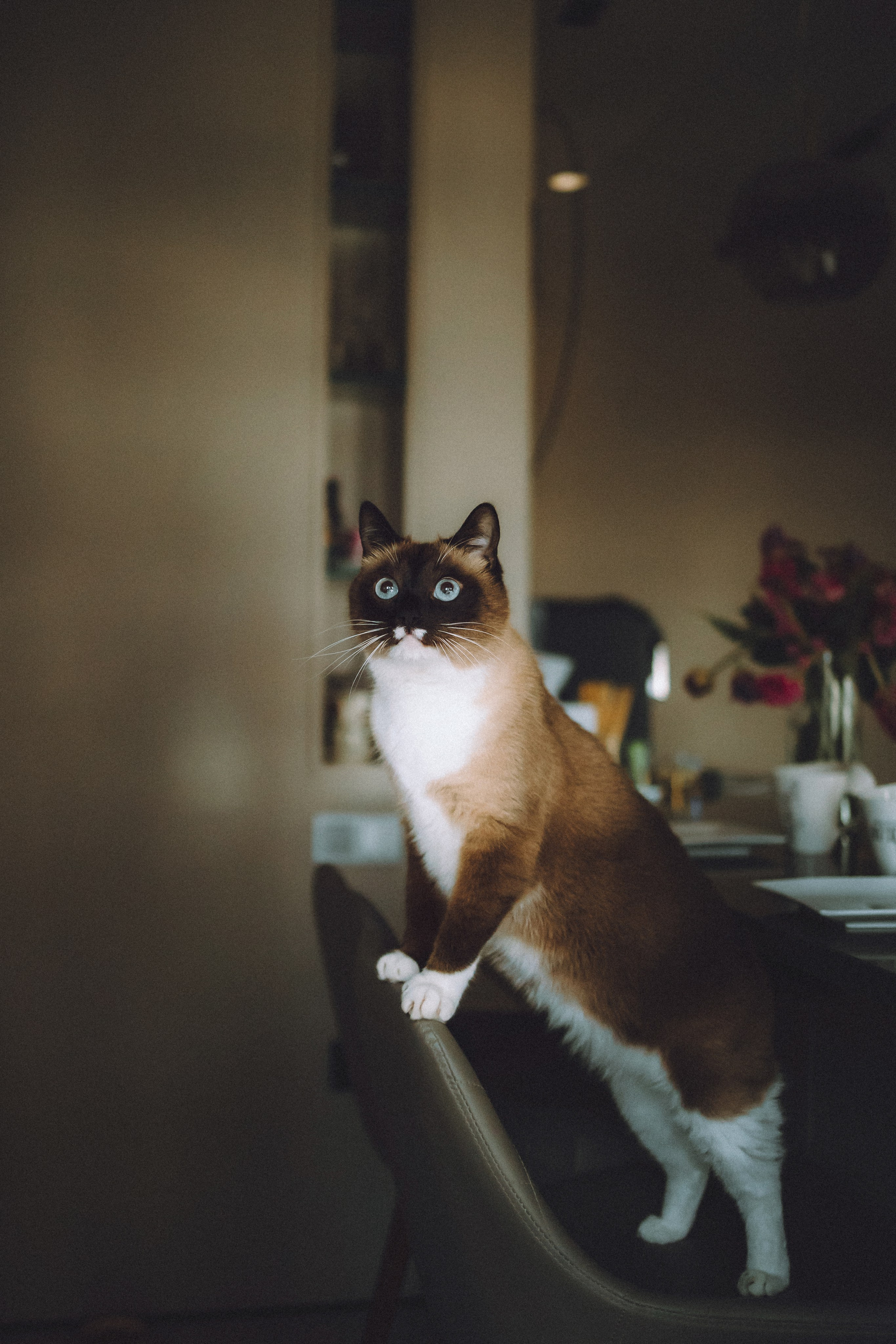 Наташа, Маруся и Зефир