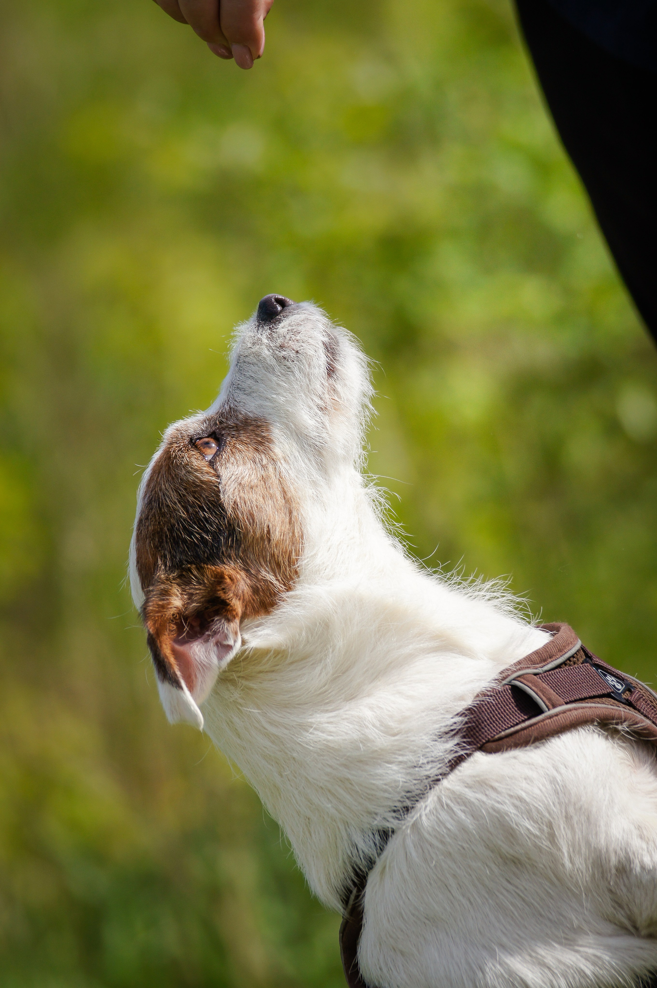 Собаки. Фотограф-анималист Нижний Новгород