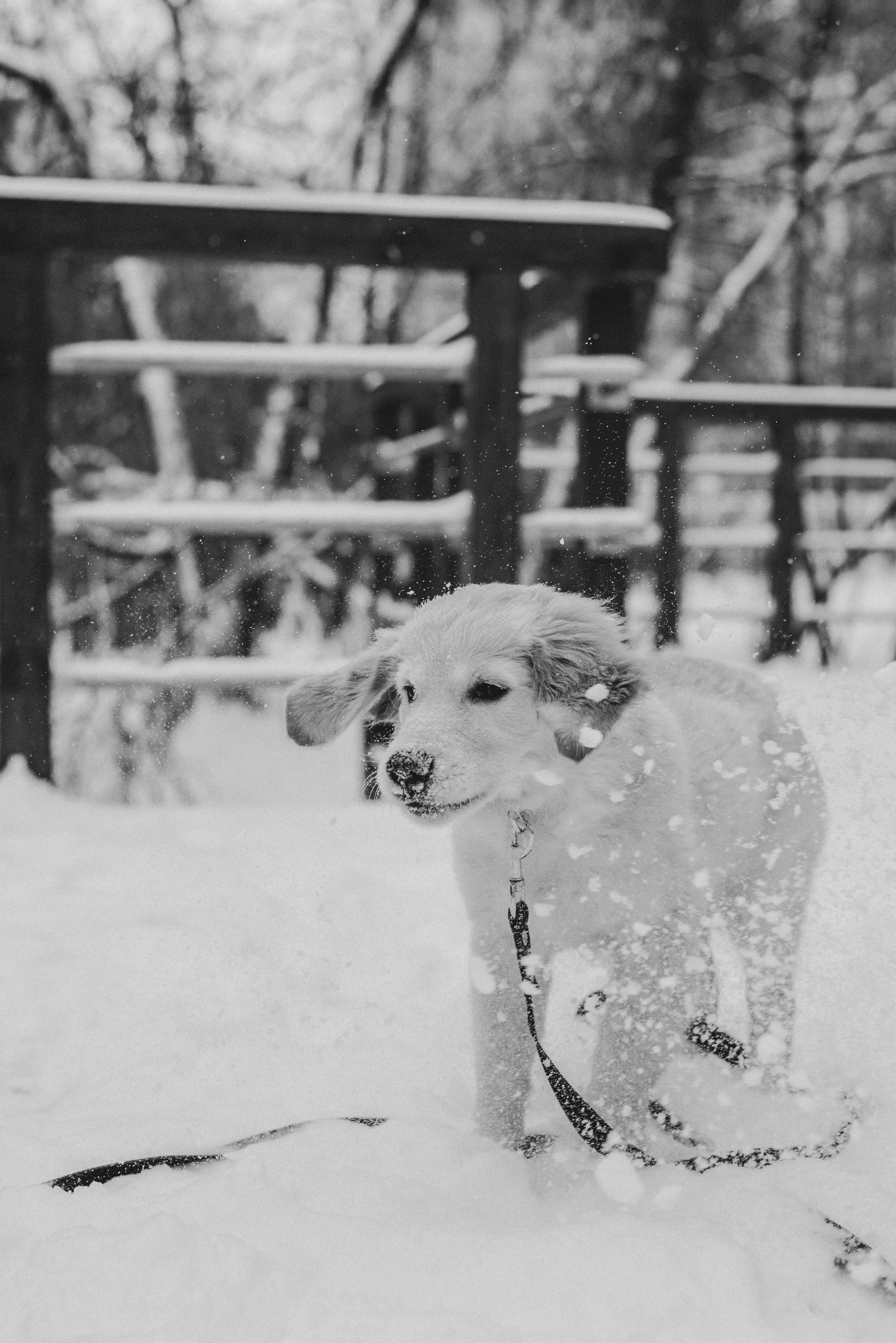 Sonia, Denis & Baggi. Natalia Finch Photography — Family, Kids & Pet Photographer in Chicago, IL
