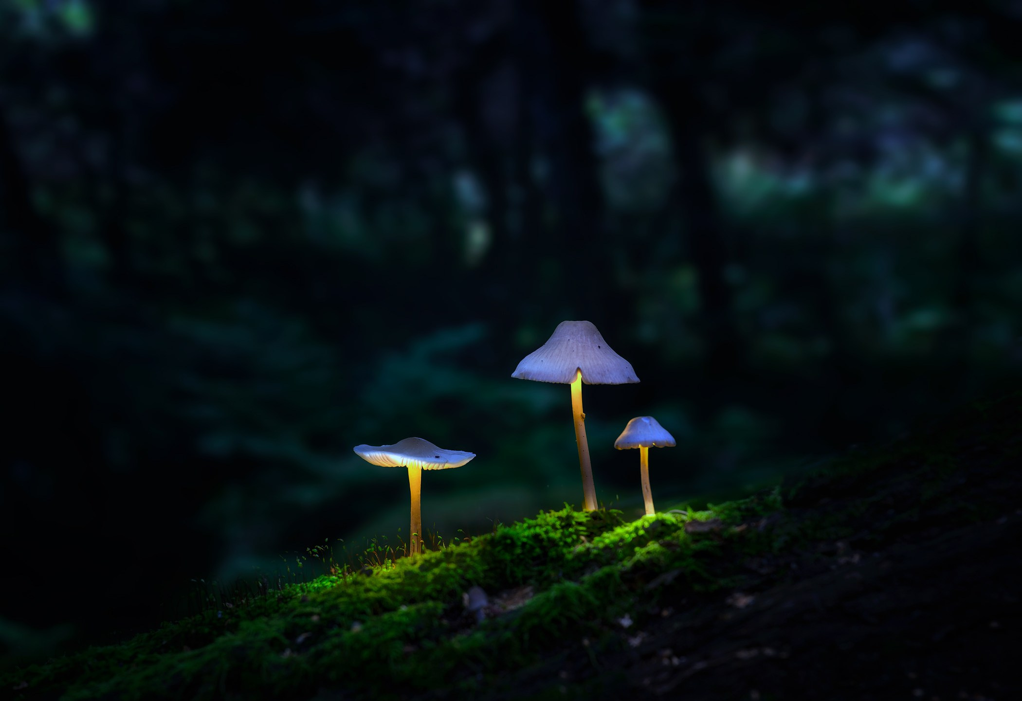 Volkovart.ru glowing mushrooms photography. Volkovart.online nature photography