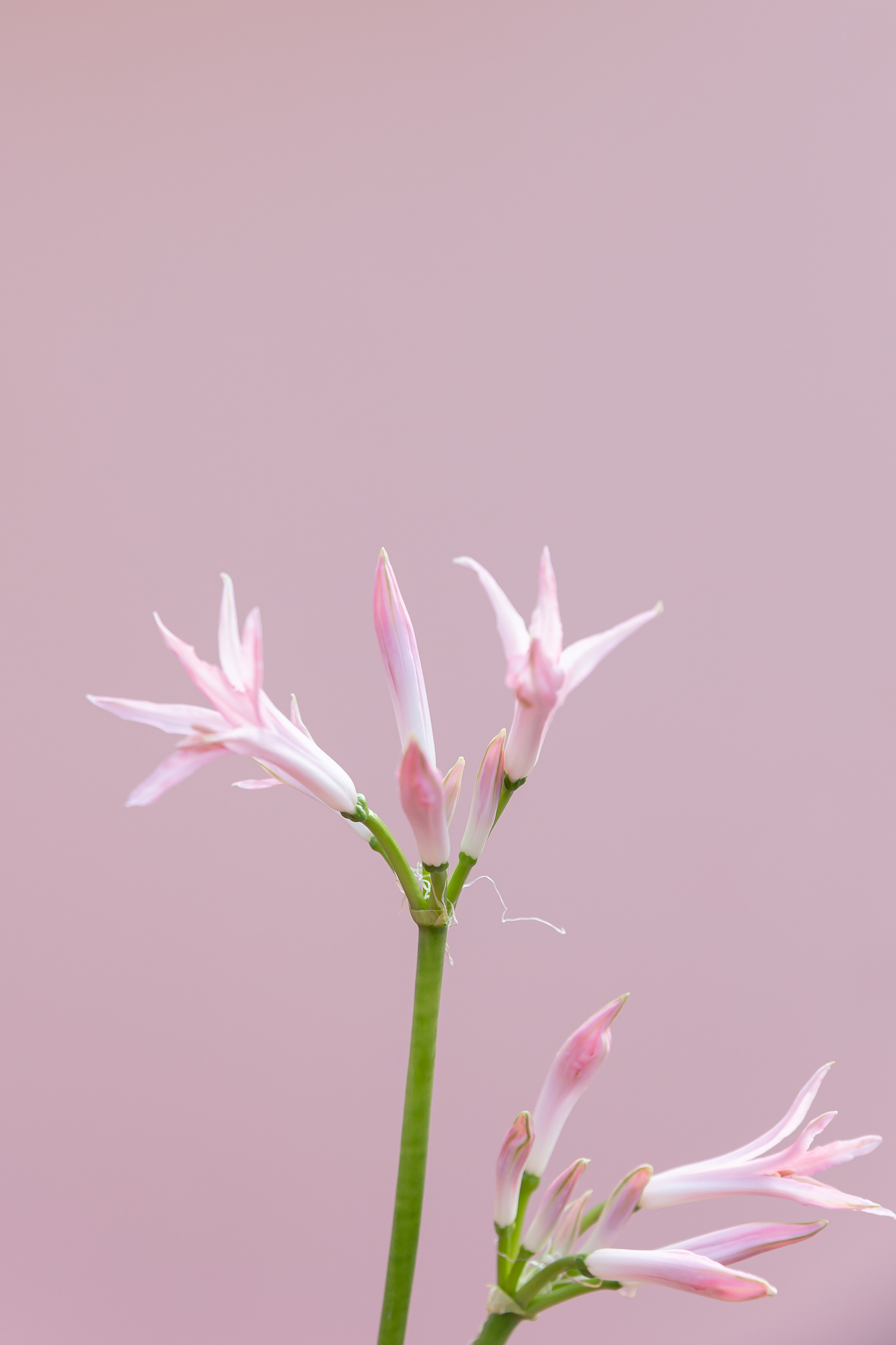 Wedding day Никита & Полина. Свадебный фотограф Колесников Антон