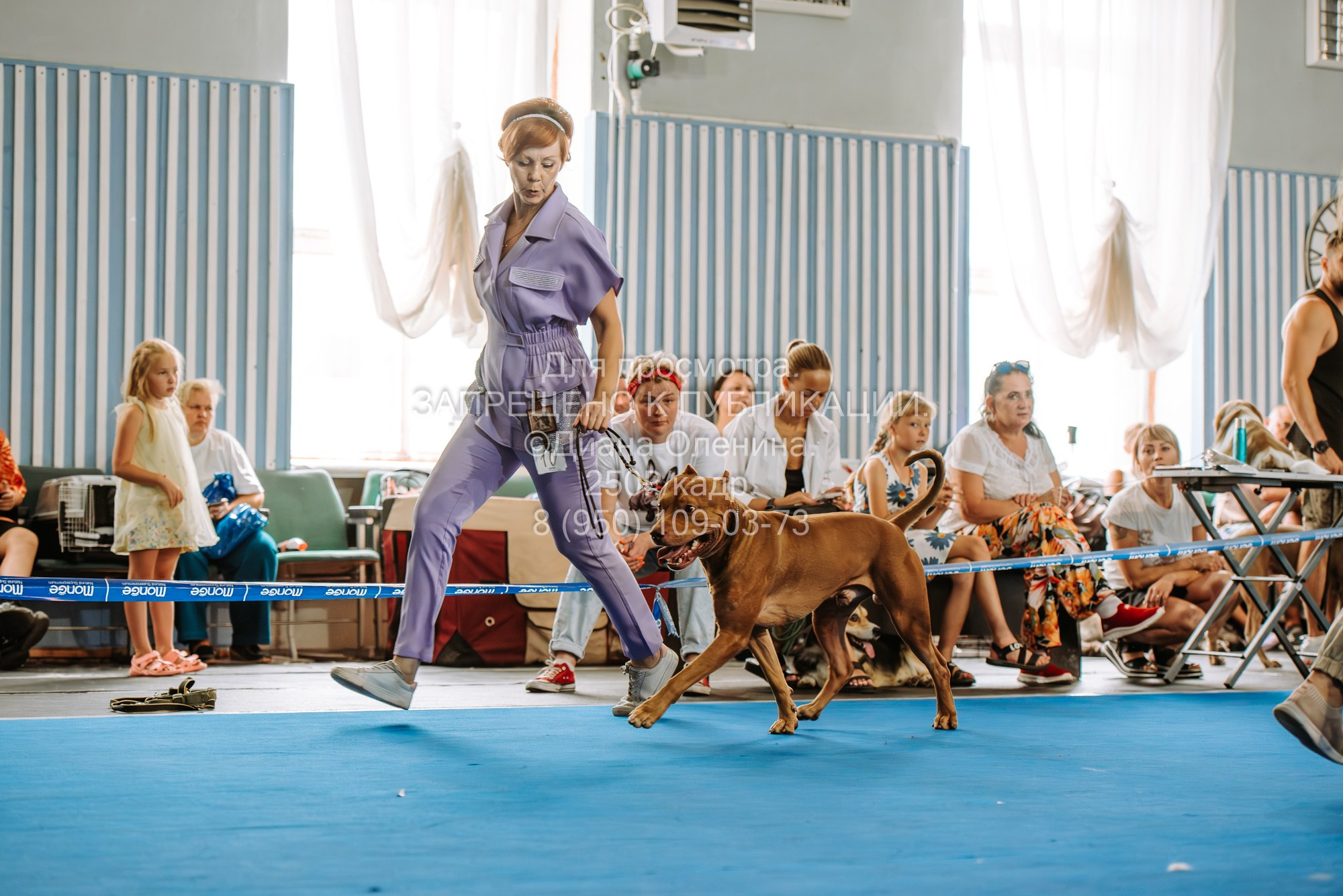 Национальная выставка собак всех пород ранга САС-IKU «Кубок Красноярск. Фотограф Диана Оленина Красноярск / Братск