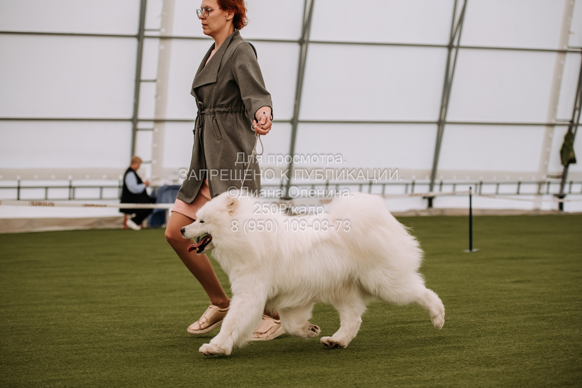 Выставка собак Красноярск 2.06. Фотограф Диана Оленина Красноярск / Братск