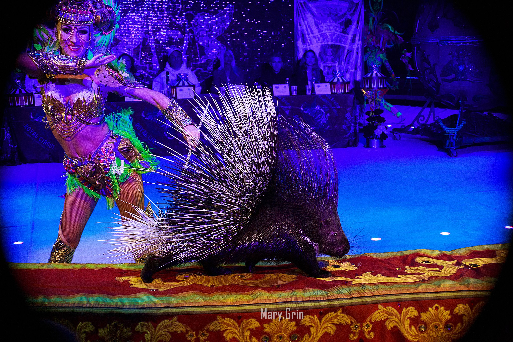 Цирк Гии Эрадзе. Детский и семейный фотограф, фотограф мероприятий Нижний Новгород