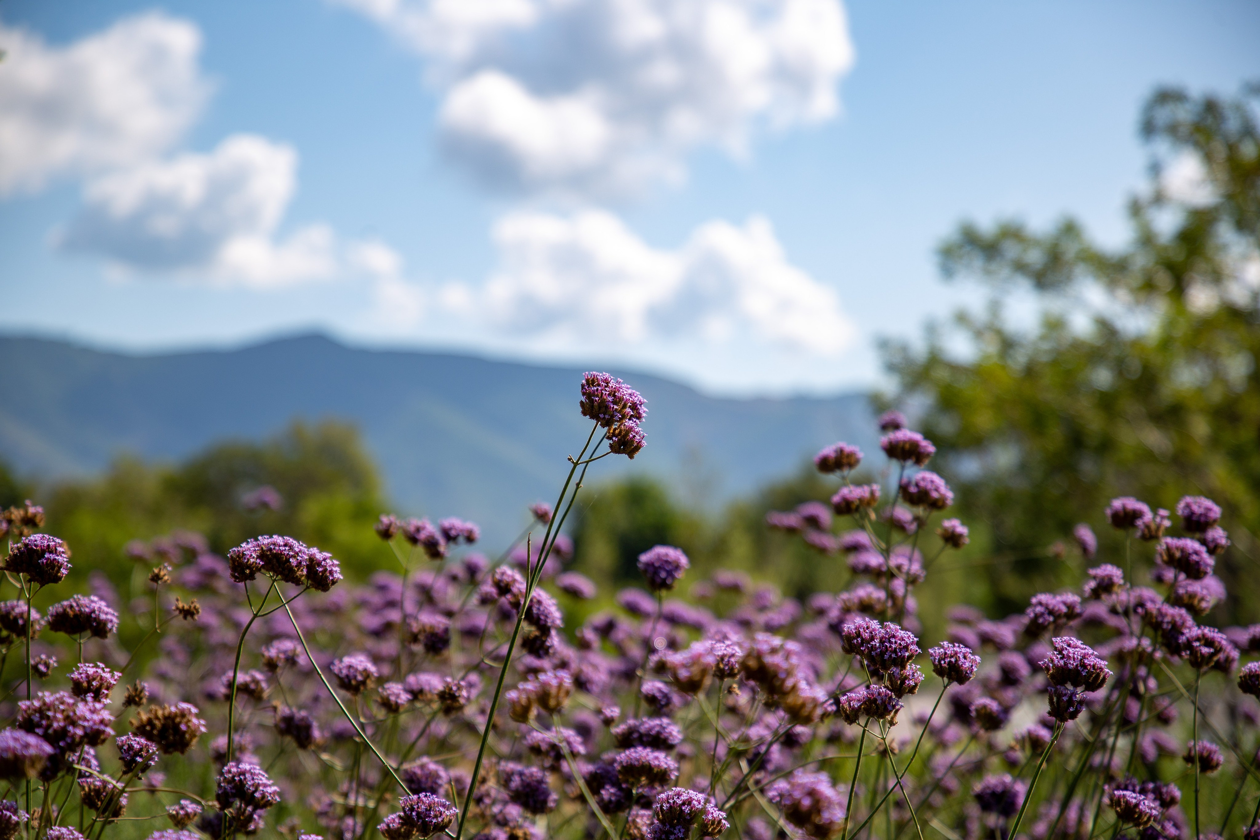 Юлианна и Илья. Репортажный фотограф в Москве