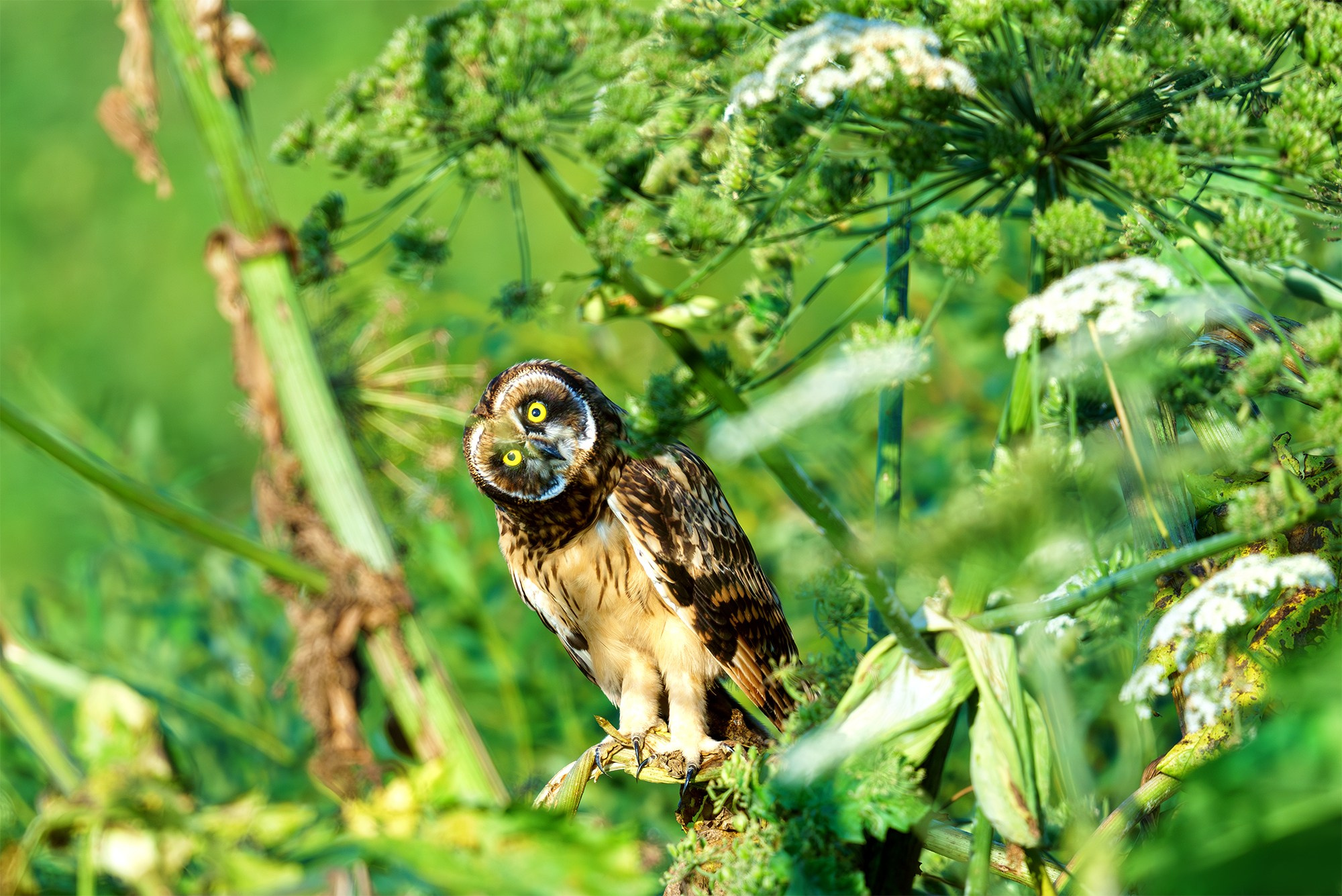 Удивительные мир птиц. Вокруг нас столько прекрасного — присмотритесь!. Ваш личный фотограф Марина Волкова
