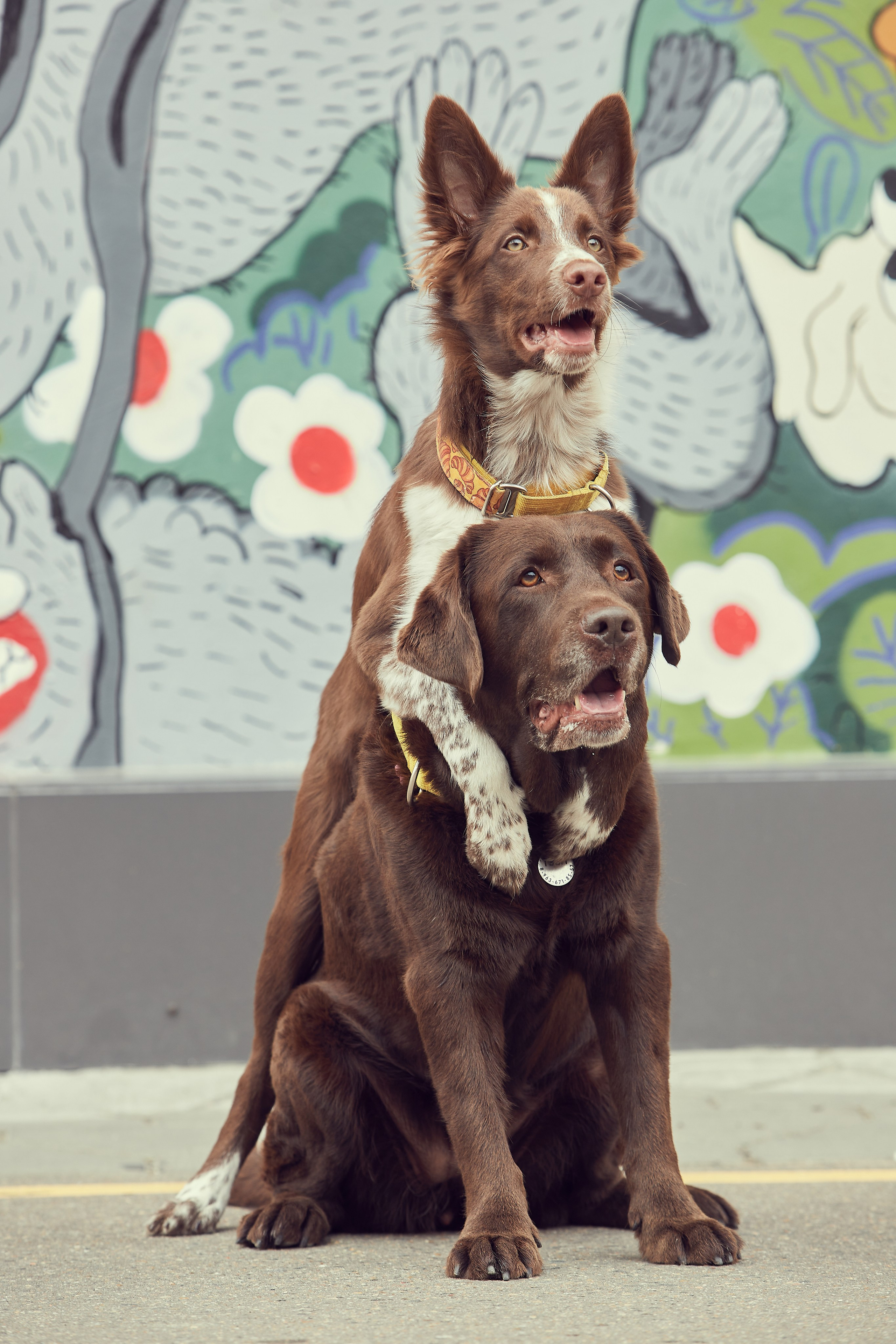 Портретная фотосессия Софы и питомцев. Екатерина Осипова — профессиональный фотограф в Москве