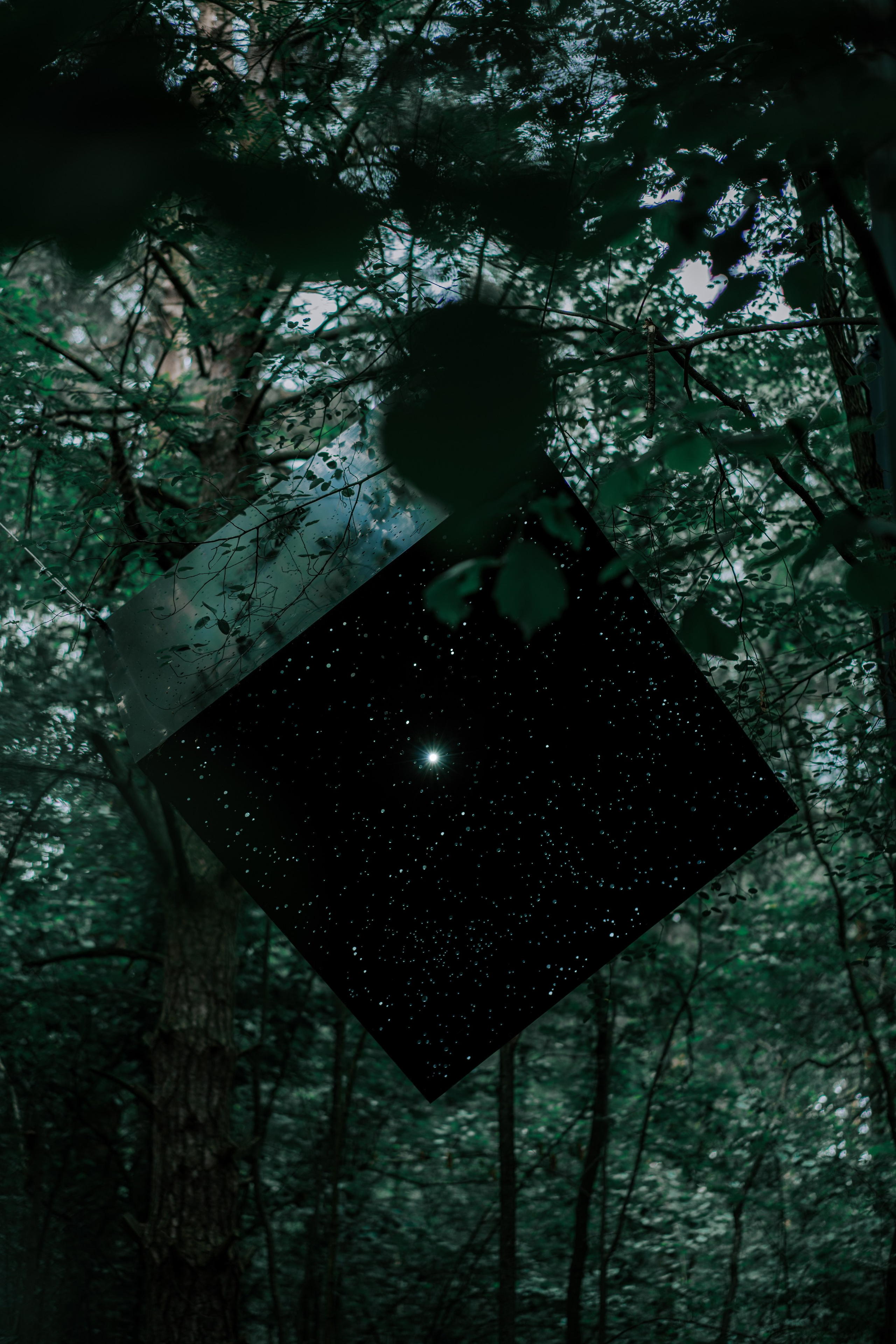 The fabulous forest of Malevich