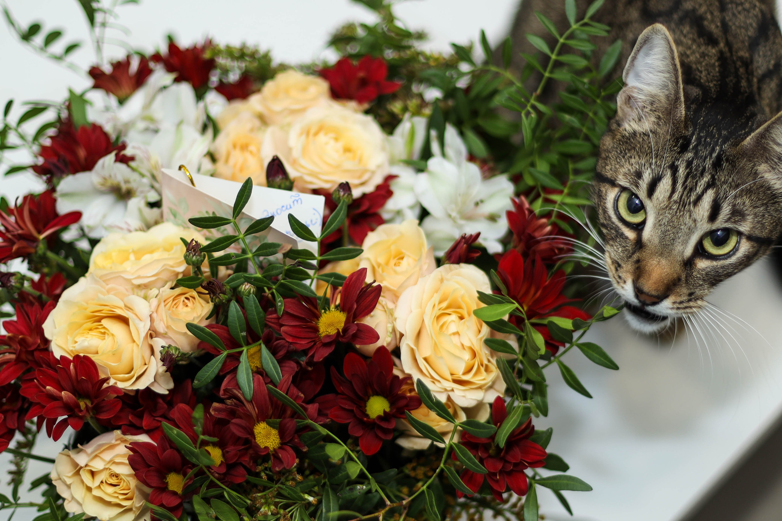 Нежность. Семейный, детский, свадебный фотограф в Москве, Люберцах