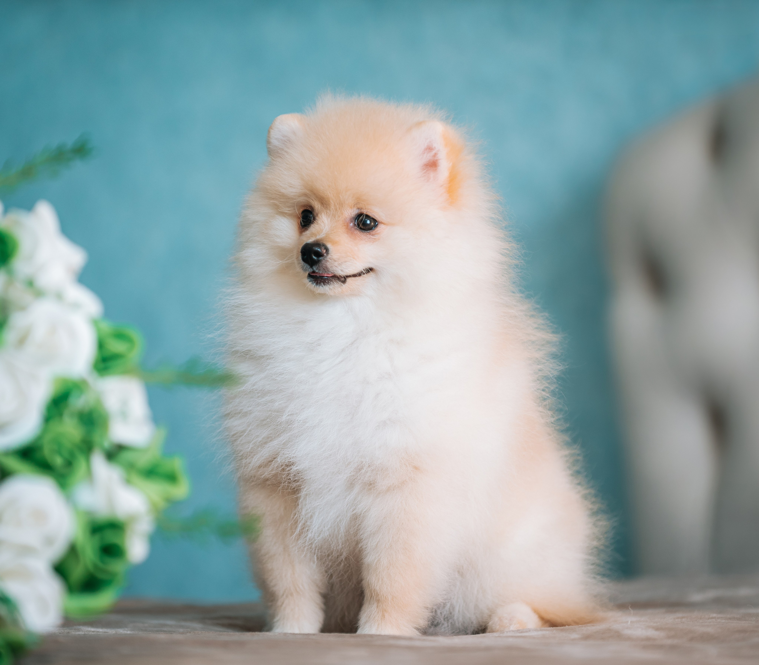 Шпицы дома. Главная