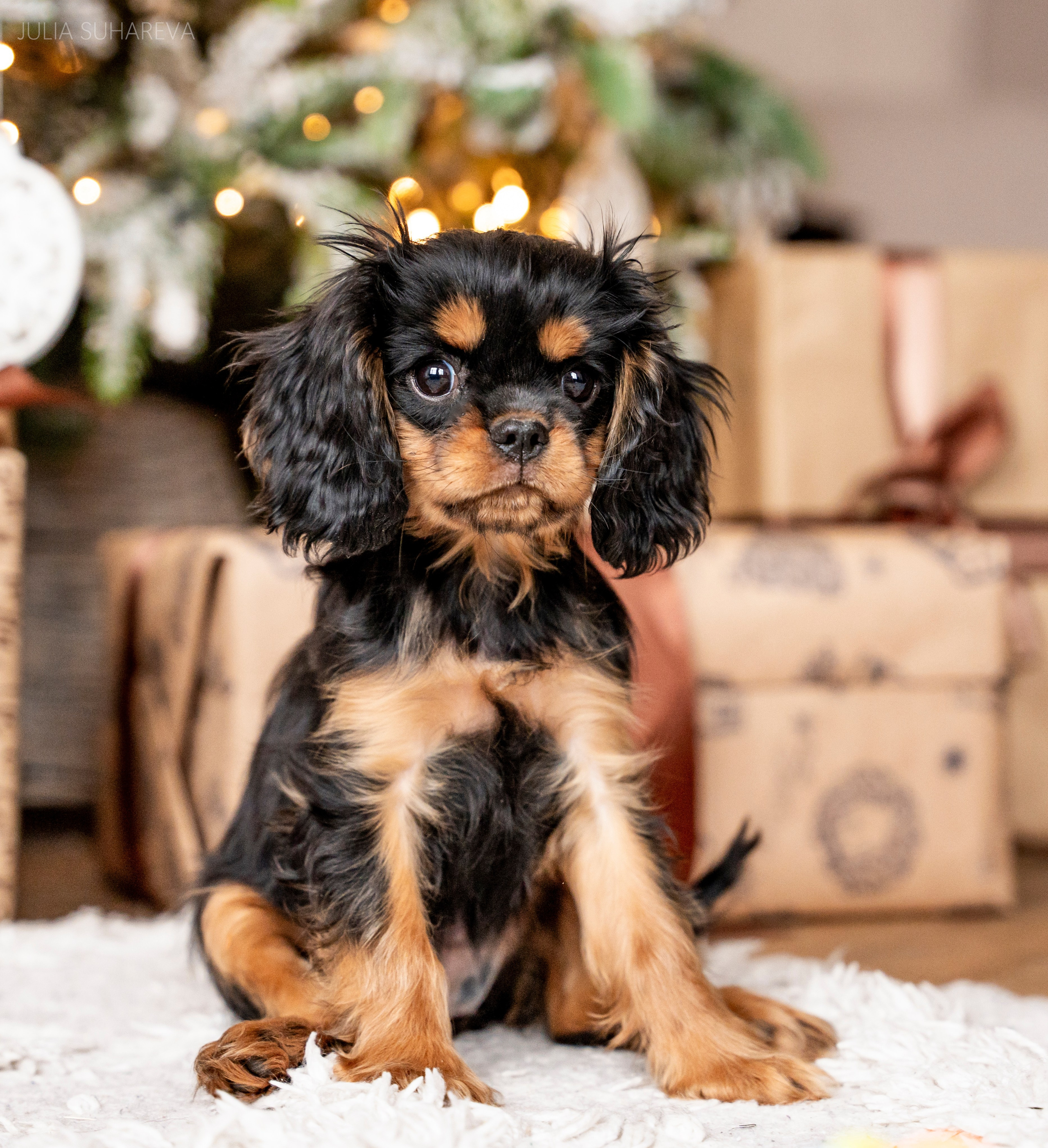 Щенки Кавалер кинг-чарльз-спаниель (Новый год). Главная