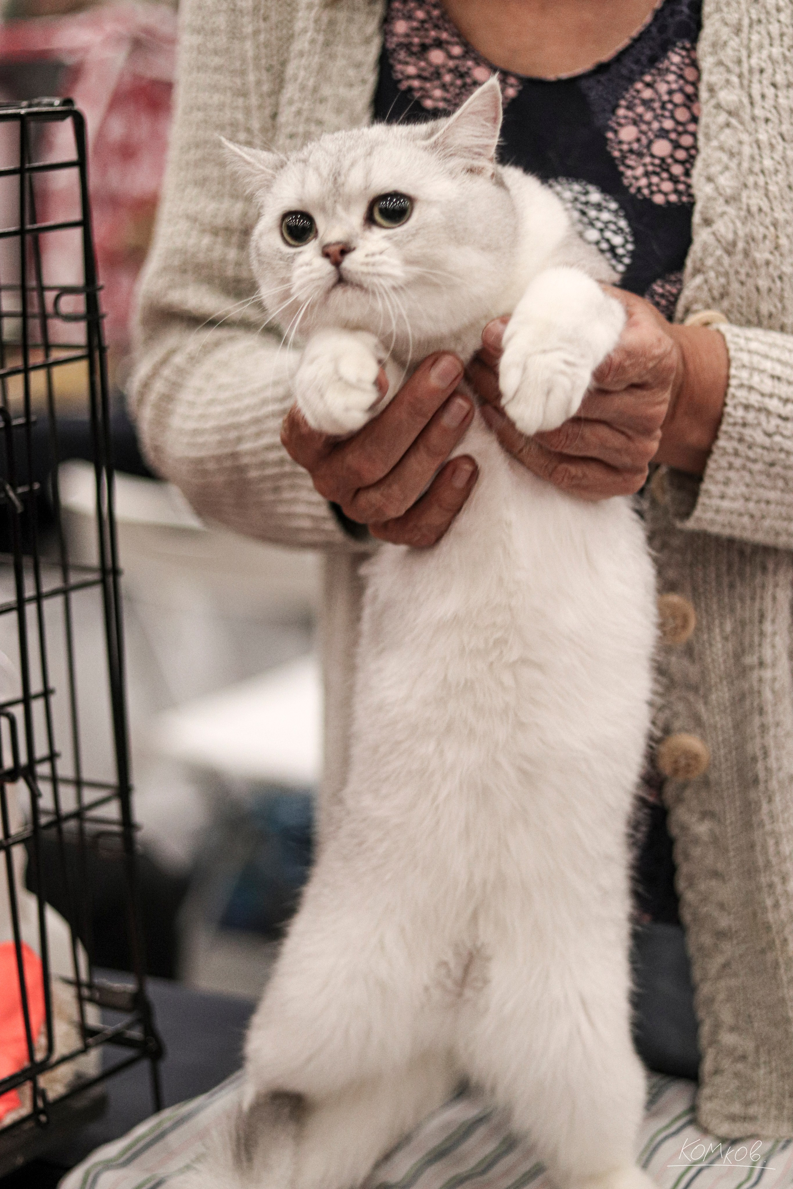 ЗооШоу. Ивентный фотограф в Санкт-Петербурге Олег Комков