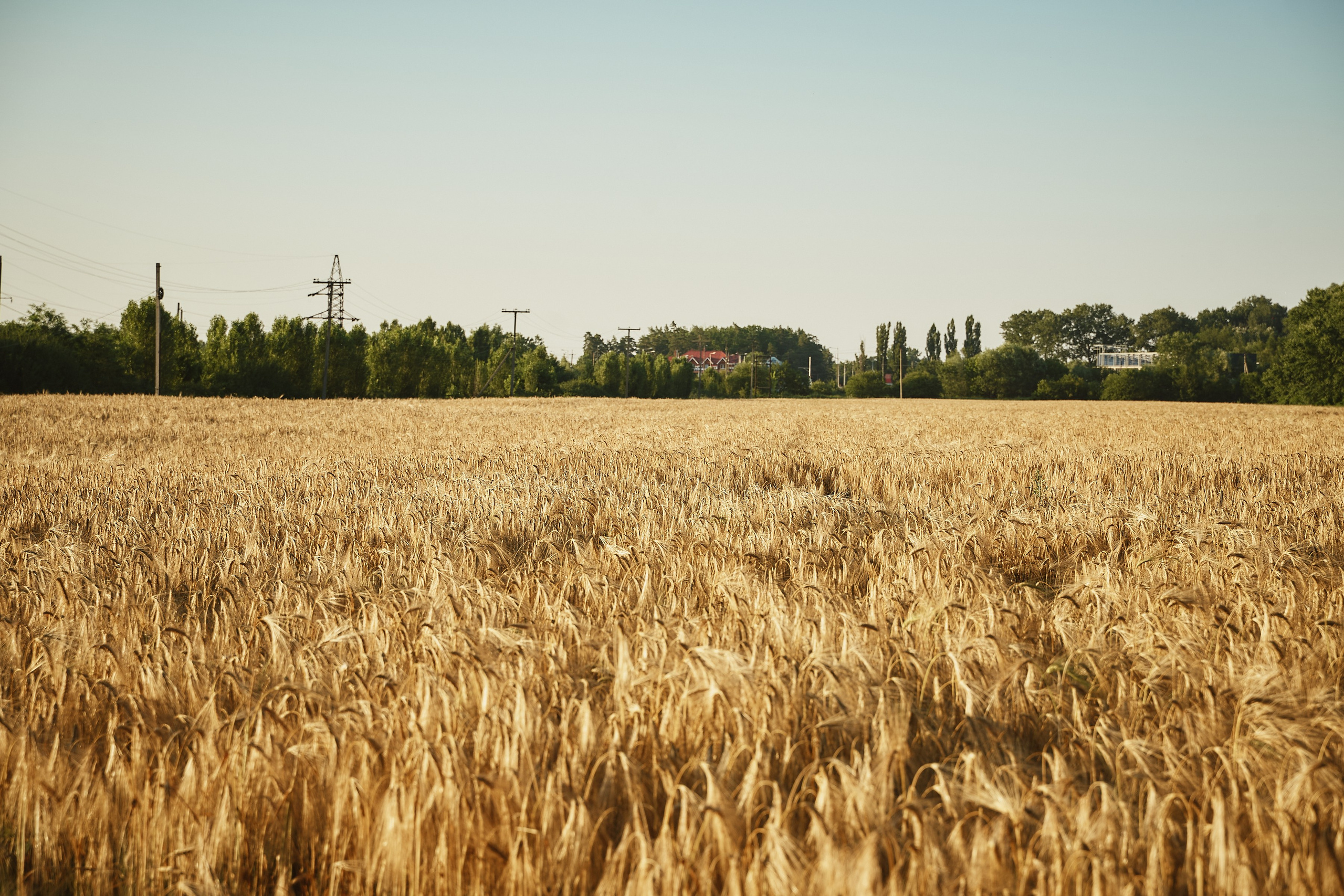 Маленький принц в поле. Петр Ступень. Свадебное, семейное фото и видео. Москва. Краснодар