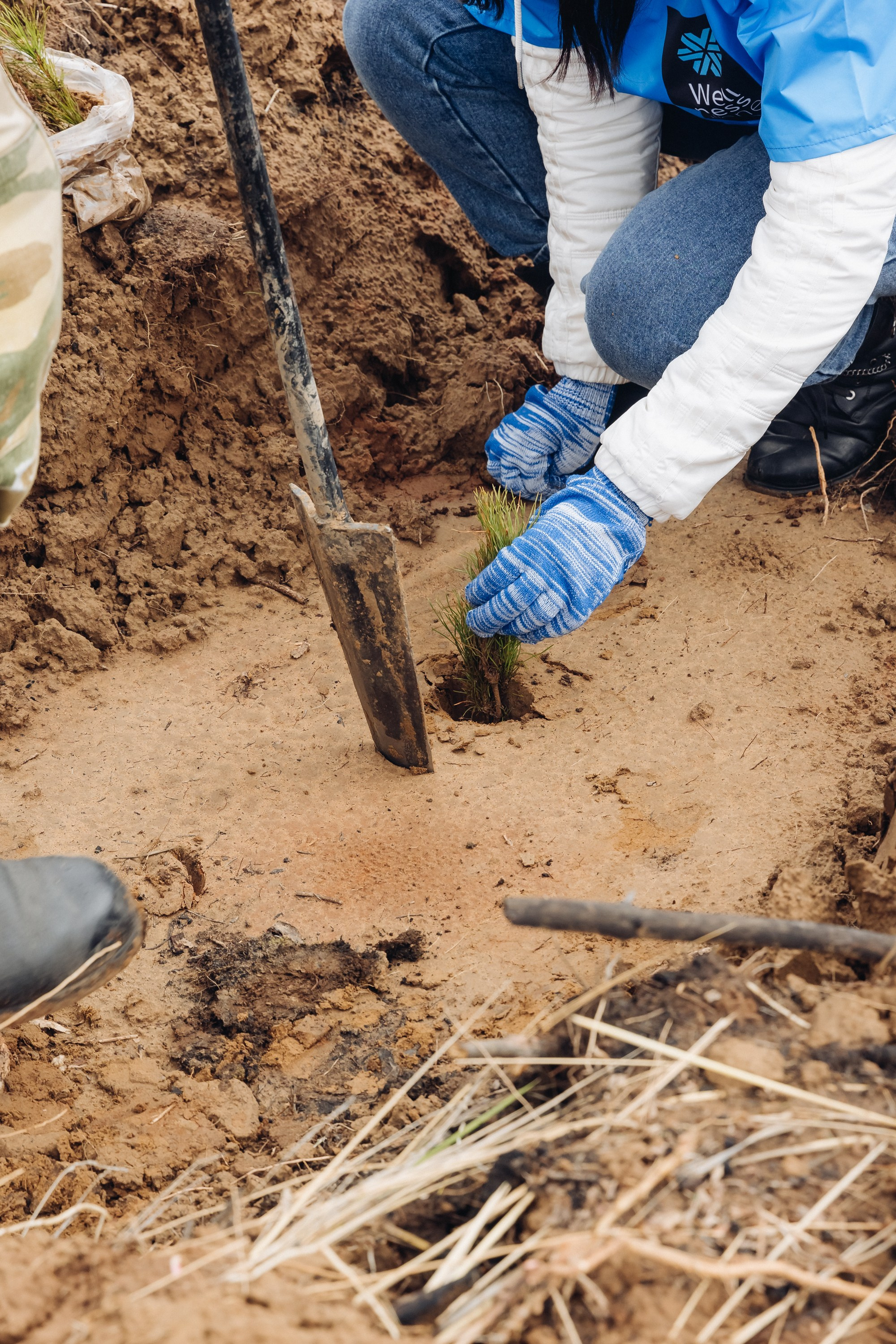 Siberian wellness. Ежегодная акция по посадке деревьев. Свадебный и семейный фотограф в Улан-Удэ