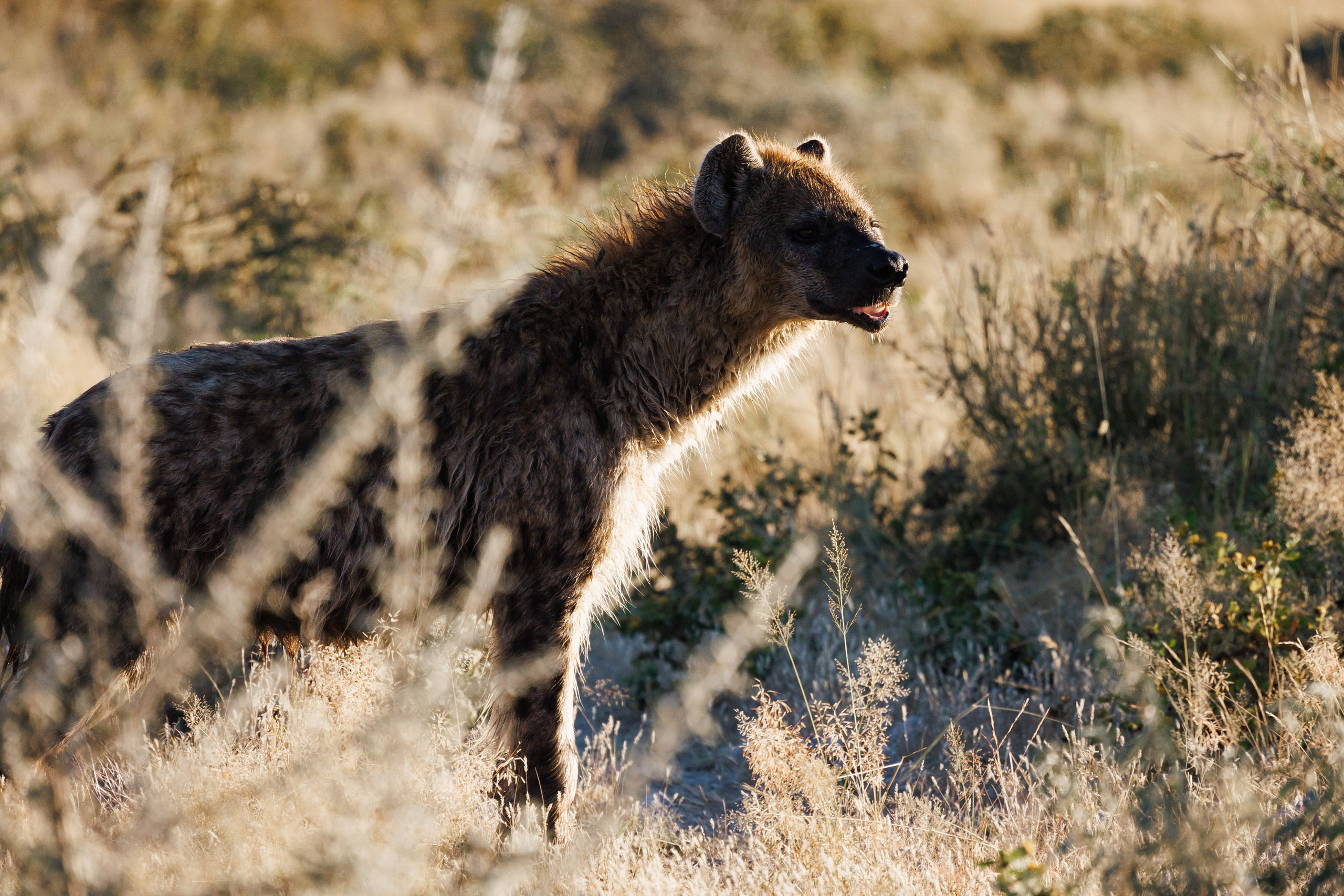 НАМИБИЯ. Роадтрип