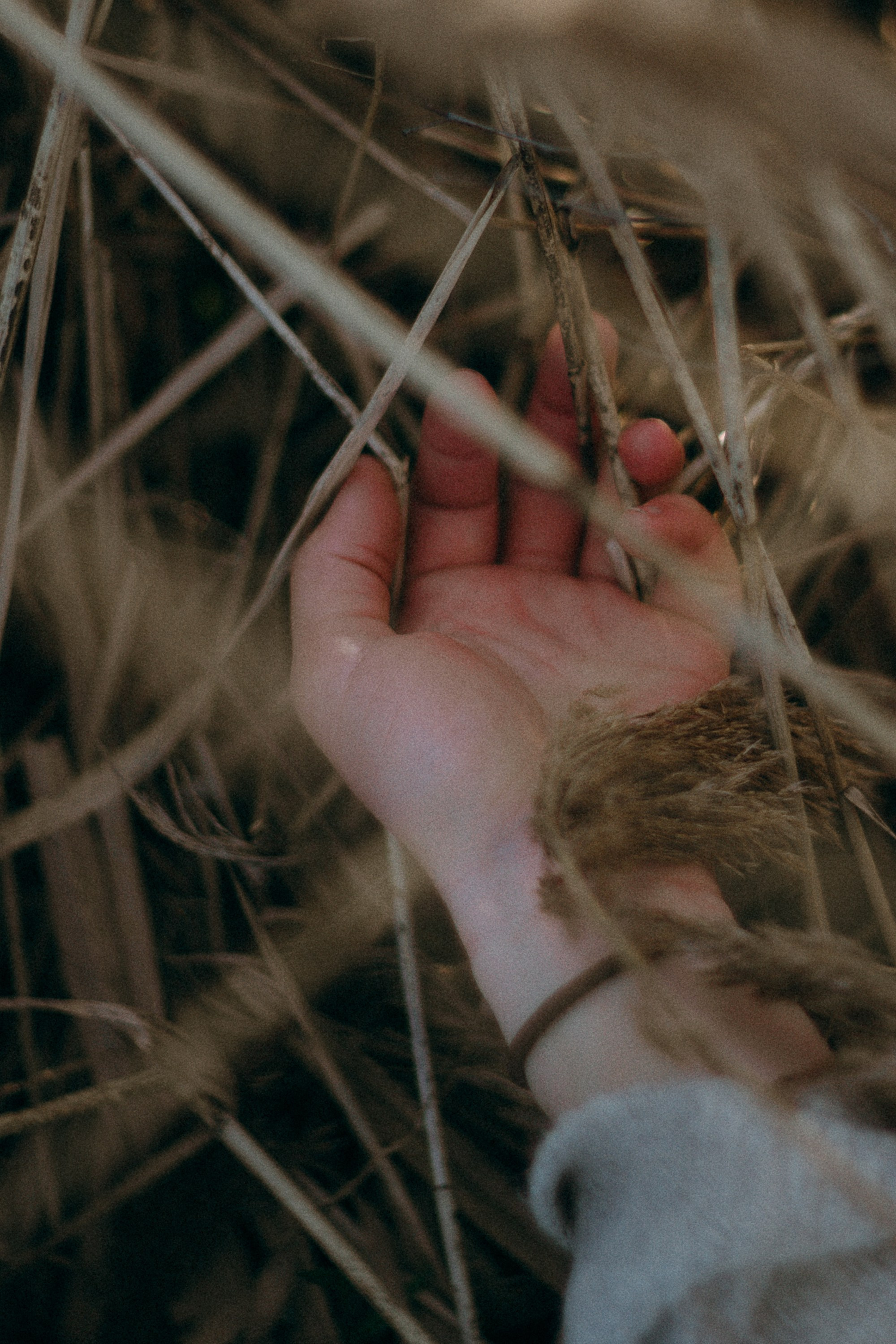 Наташа и Сириус. Фотограф анималист в Москве и Санкт-Петербурге Свиридова Анна
