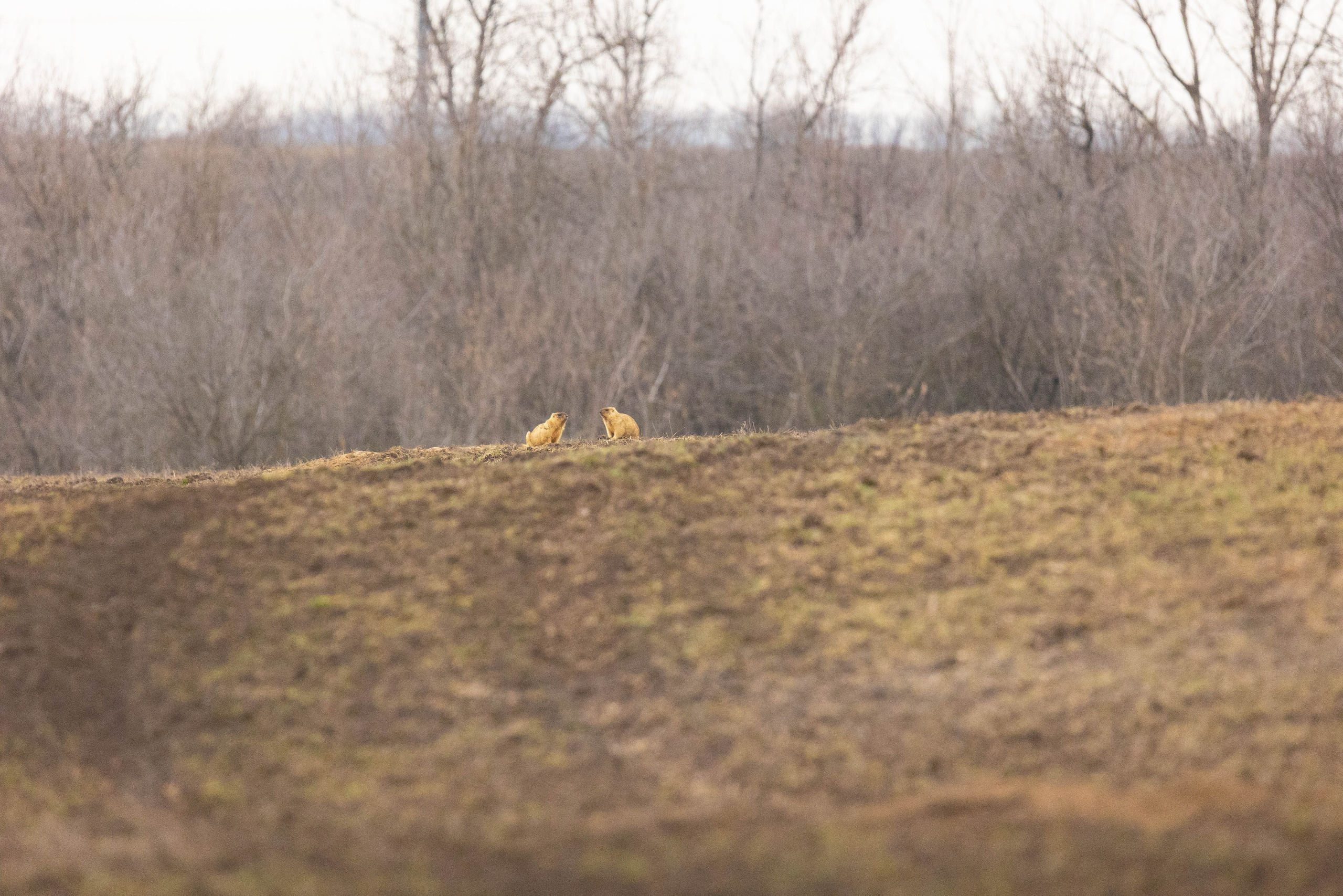 Дикий животный мир. Фотограф-АниМалист Анна Абрамова