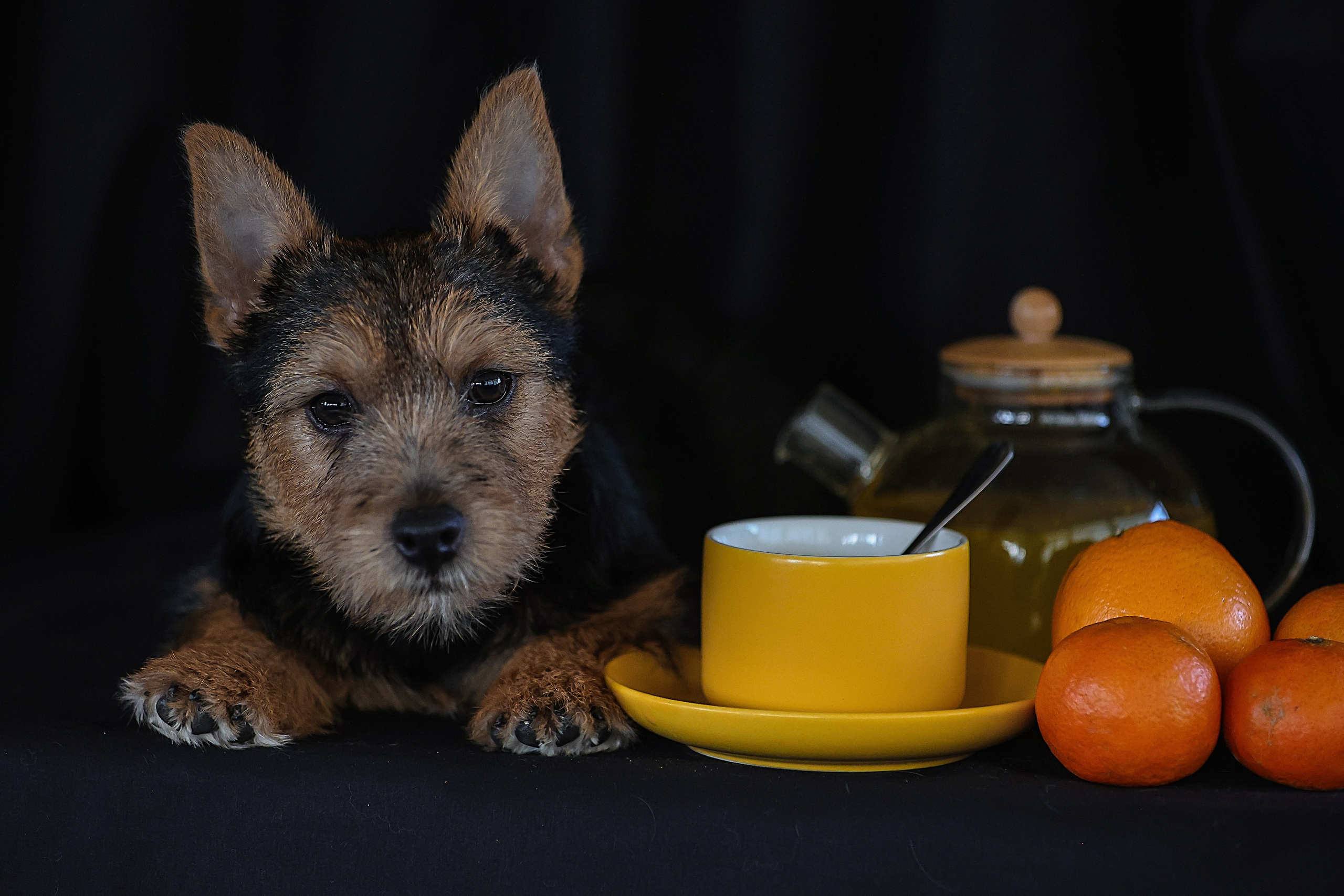 В СТУДИИ. Фотограф-АниМалист Анна Абрамова