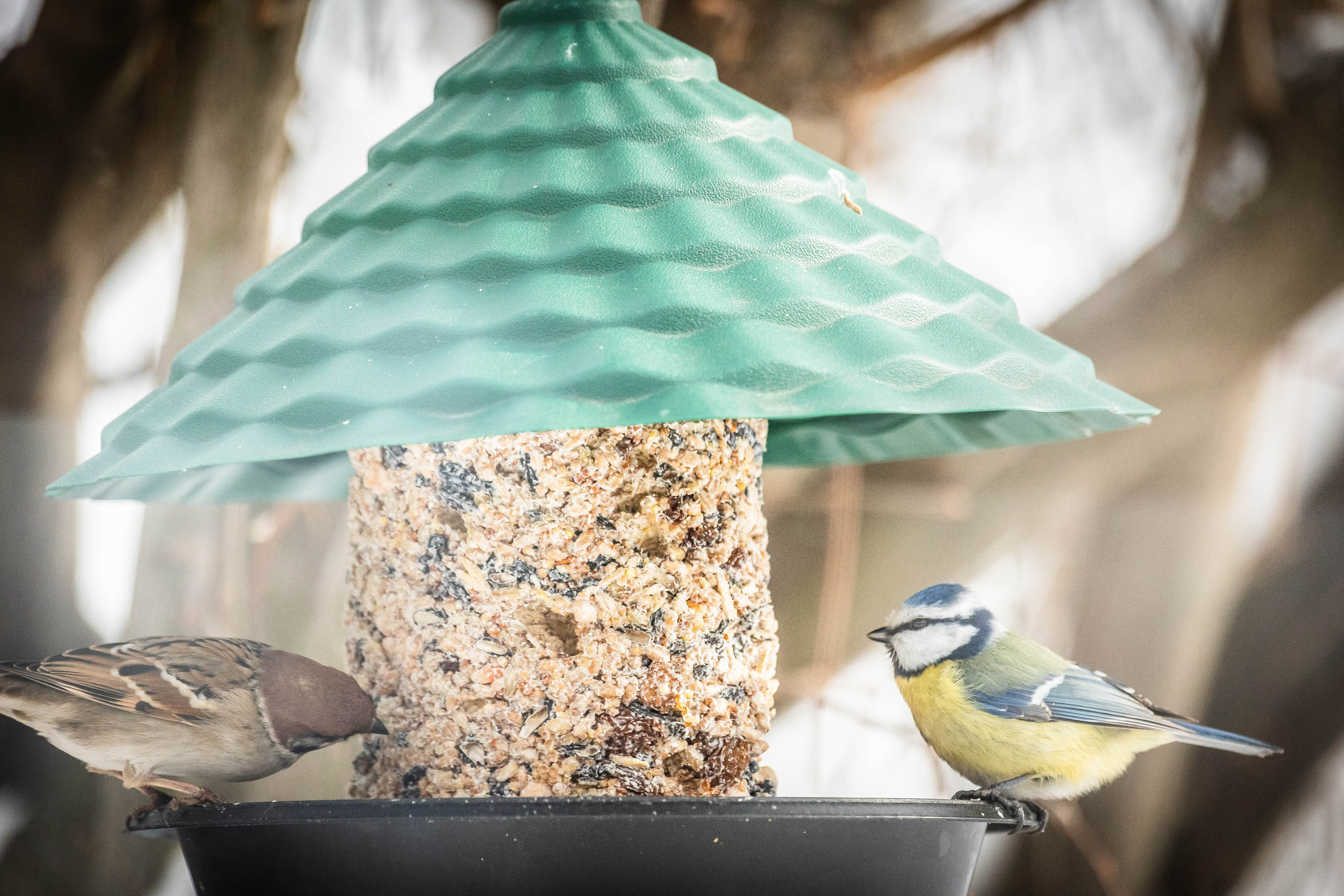 Дикий животный мир. Фотограф-АниМалист Анна Абрамова