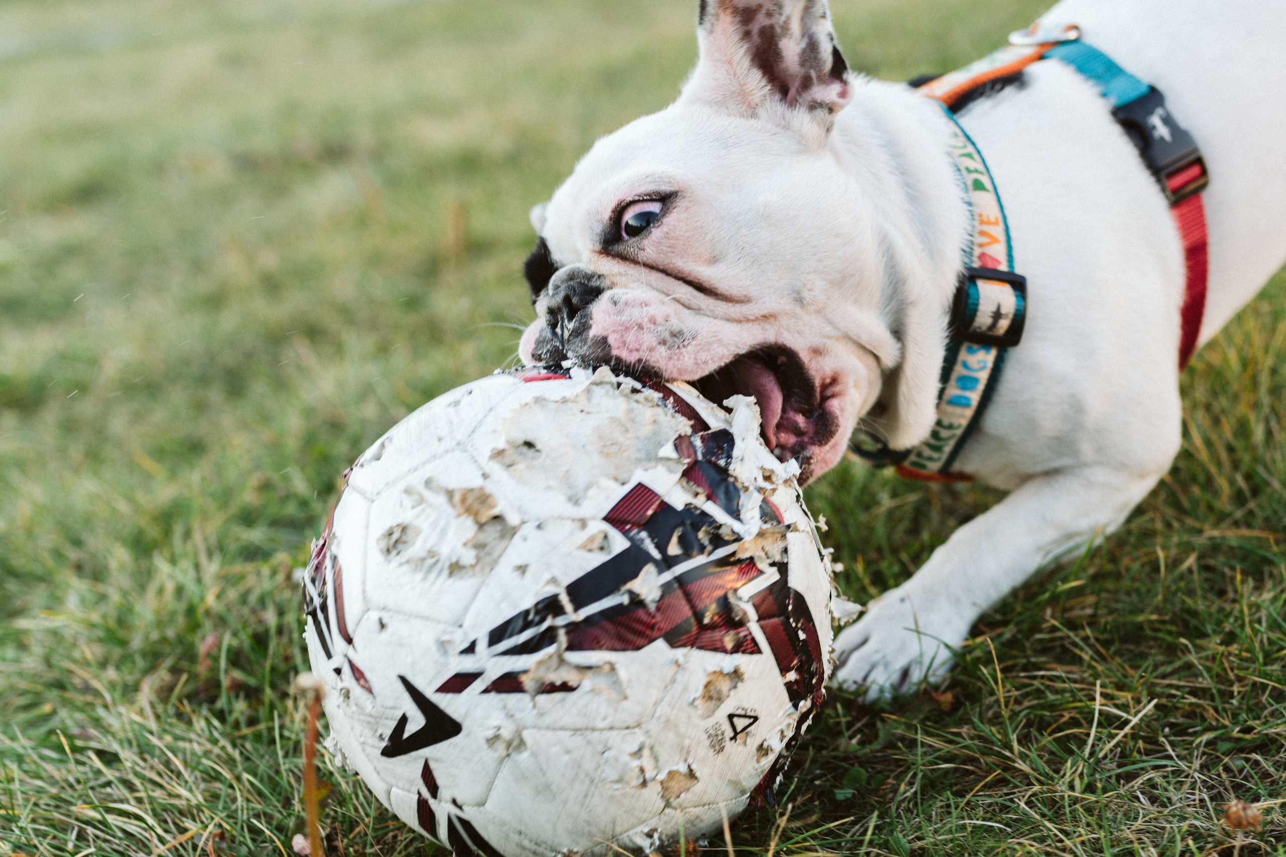 Инна и Белль. Фотограф анималист в Москве Ольга Агушева