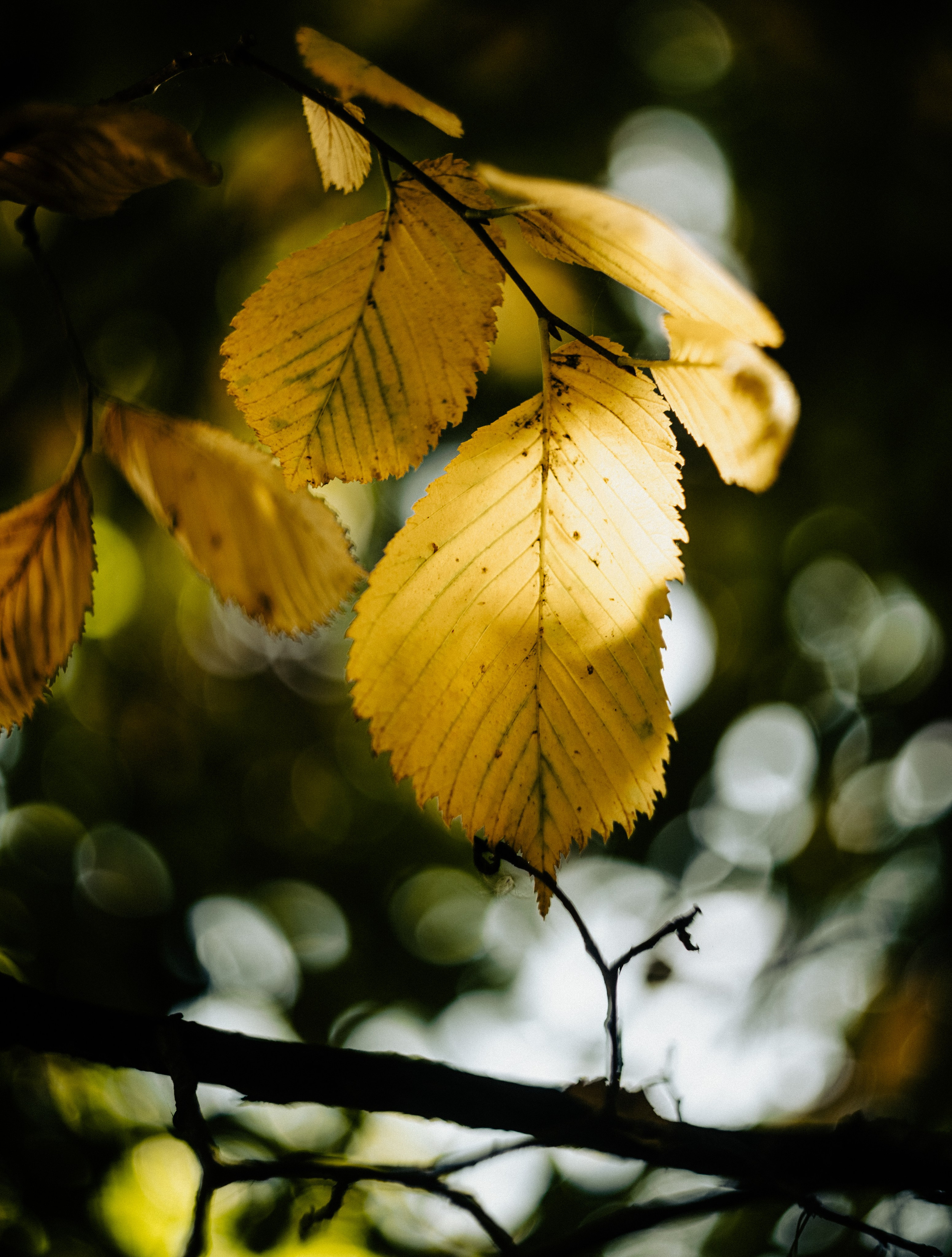 Wallpapers. Фотограф Казань