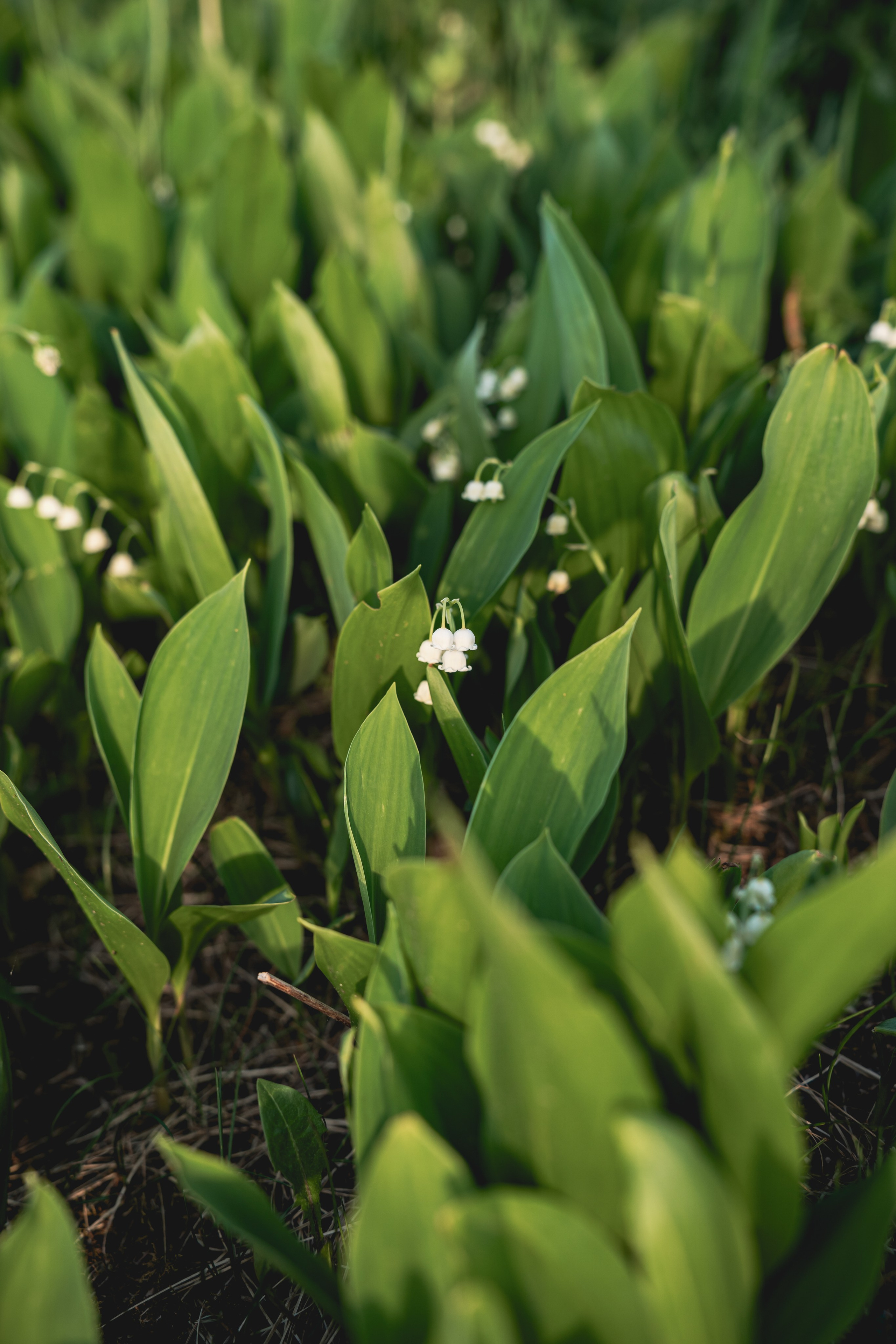 Встреча лета на озере Донцо. Предметный фотограф Санкт-Петербург