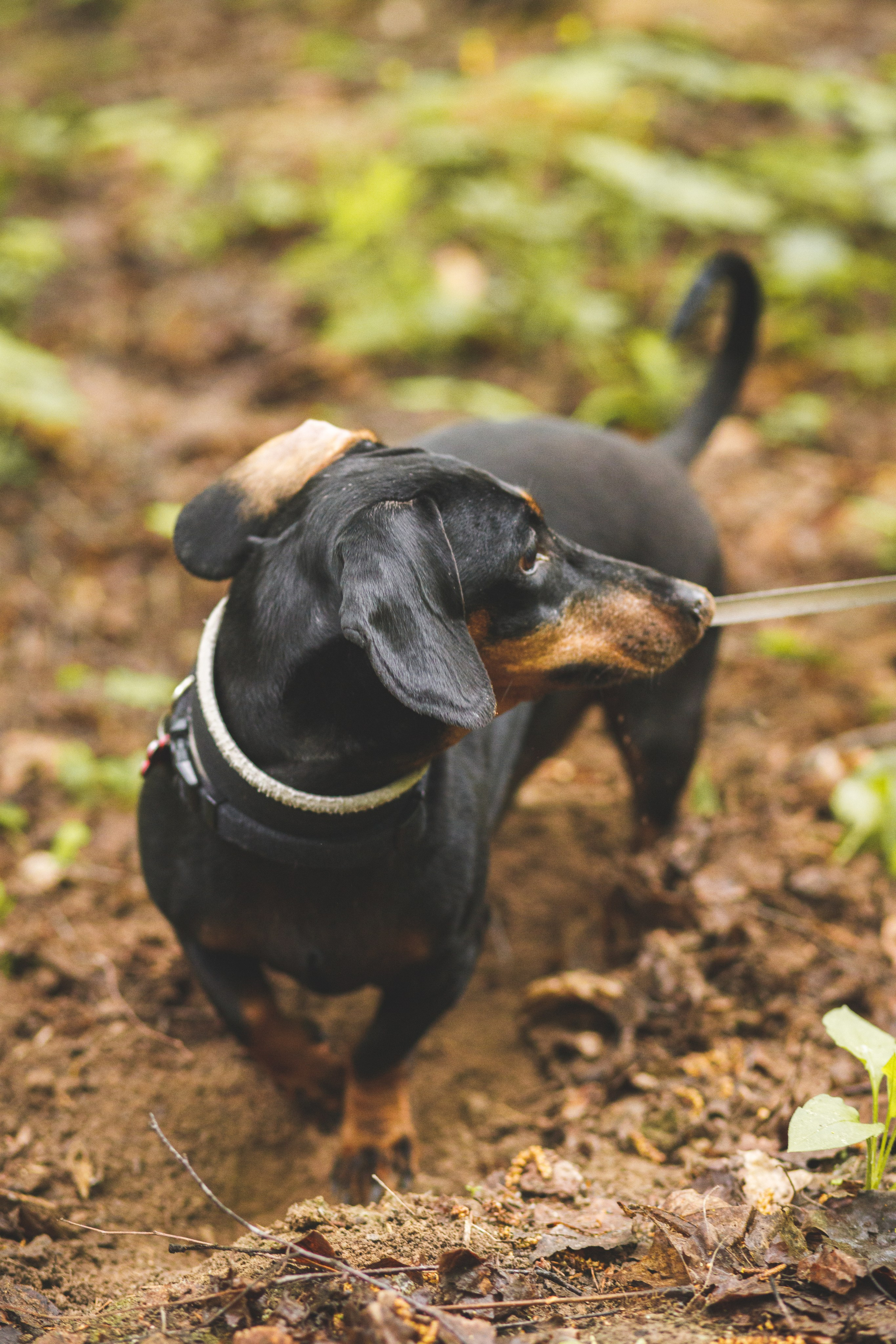 Фотопрогулка большой семьи с двумя собаками летом. Семейный и школьный фотограф в Москве Анна Ткач
