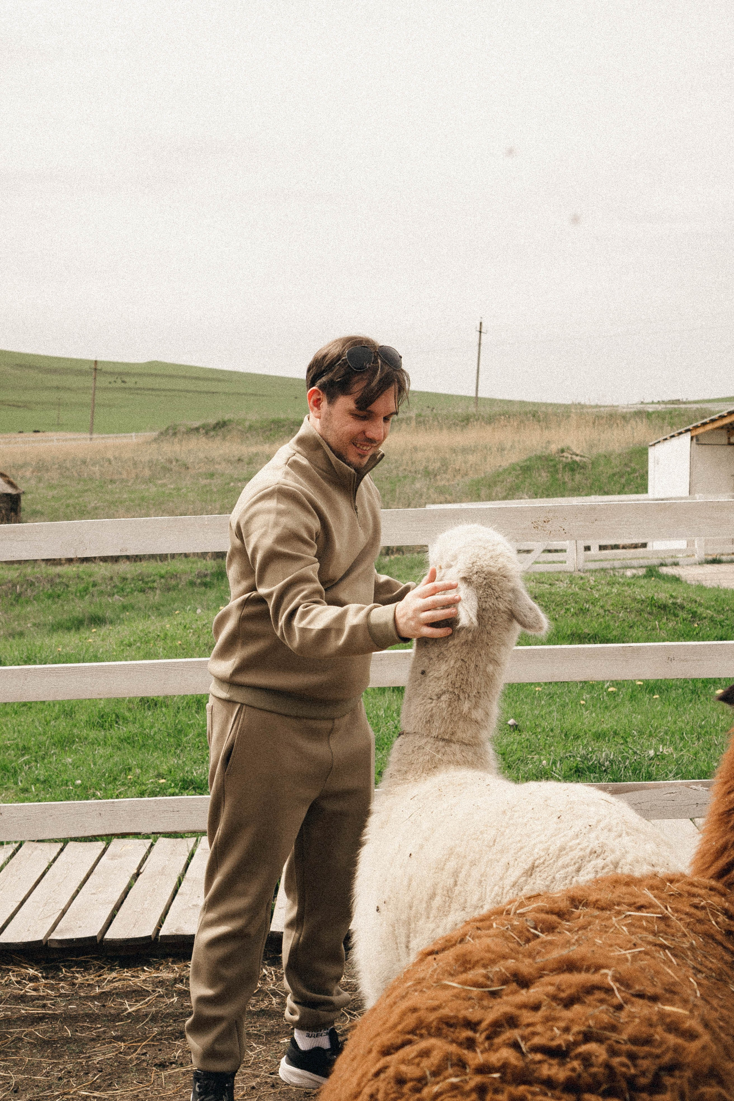 Ферма Альпак. Профессиональный фотограф, Санкт-Петербург — Виктория Богомолова
