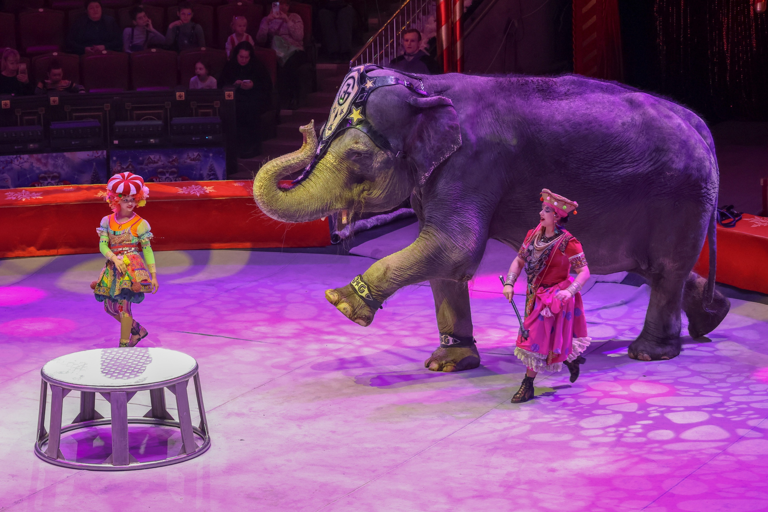 Цирк. Фотограф Дмитрий Алексеев