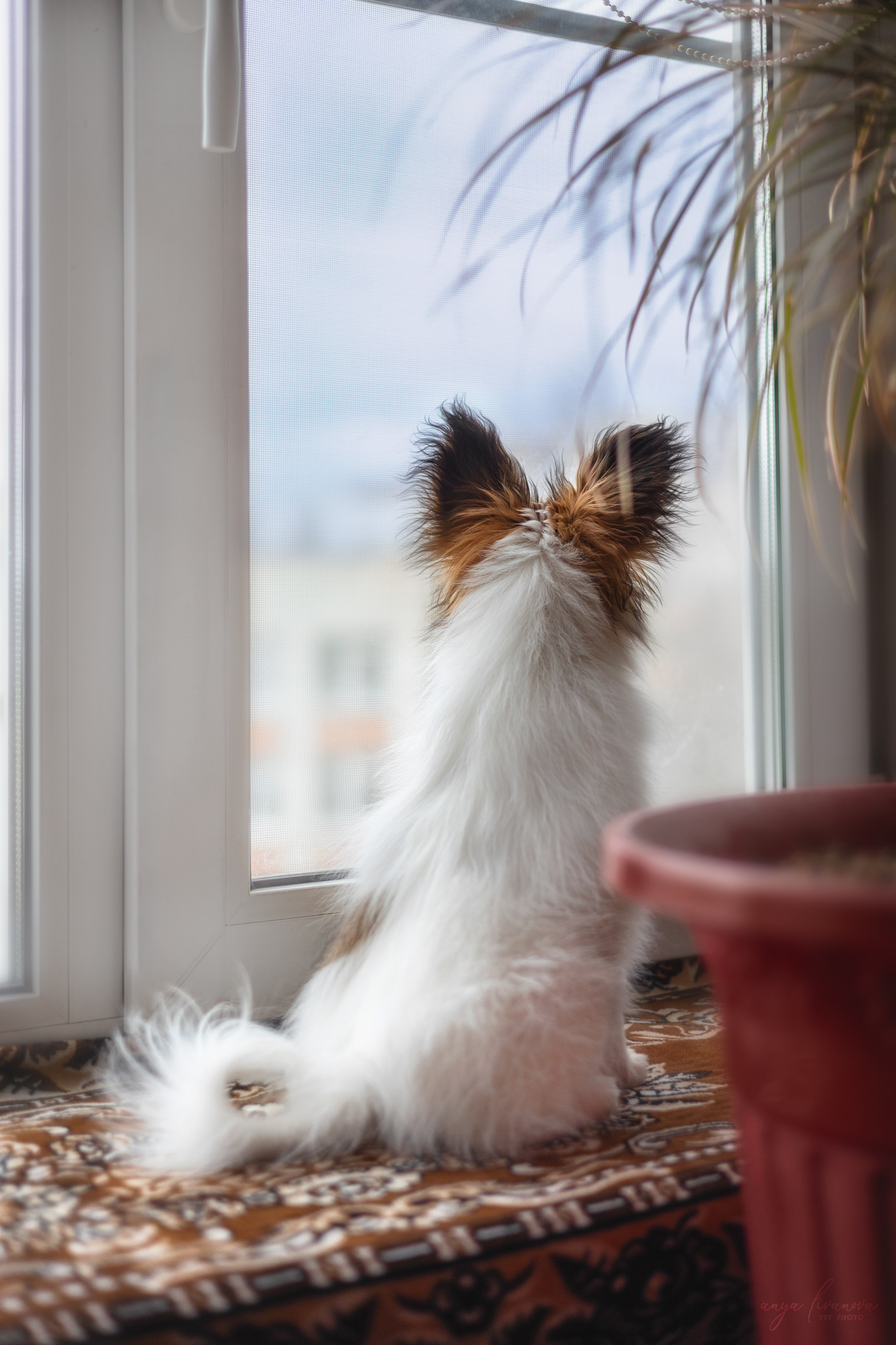 Хьюстон. Фотограф анималист Аня Ливанова | Рыбинск