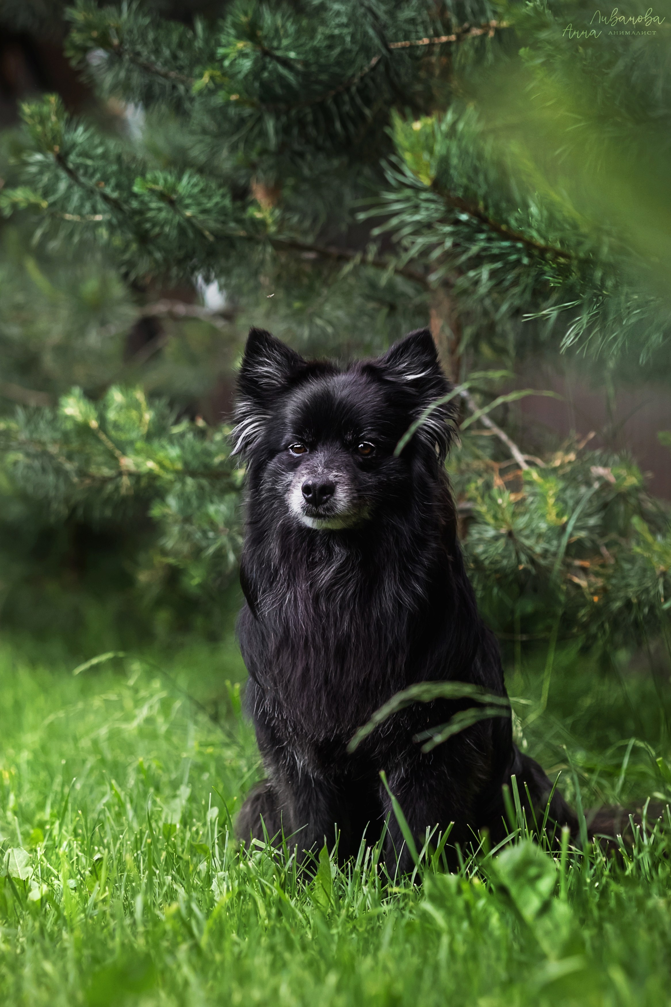 Рита и Ко. Фотограф анималист Аня Ливанова | Рыбинск